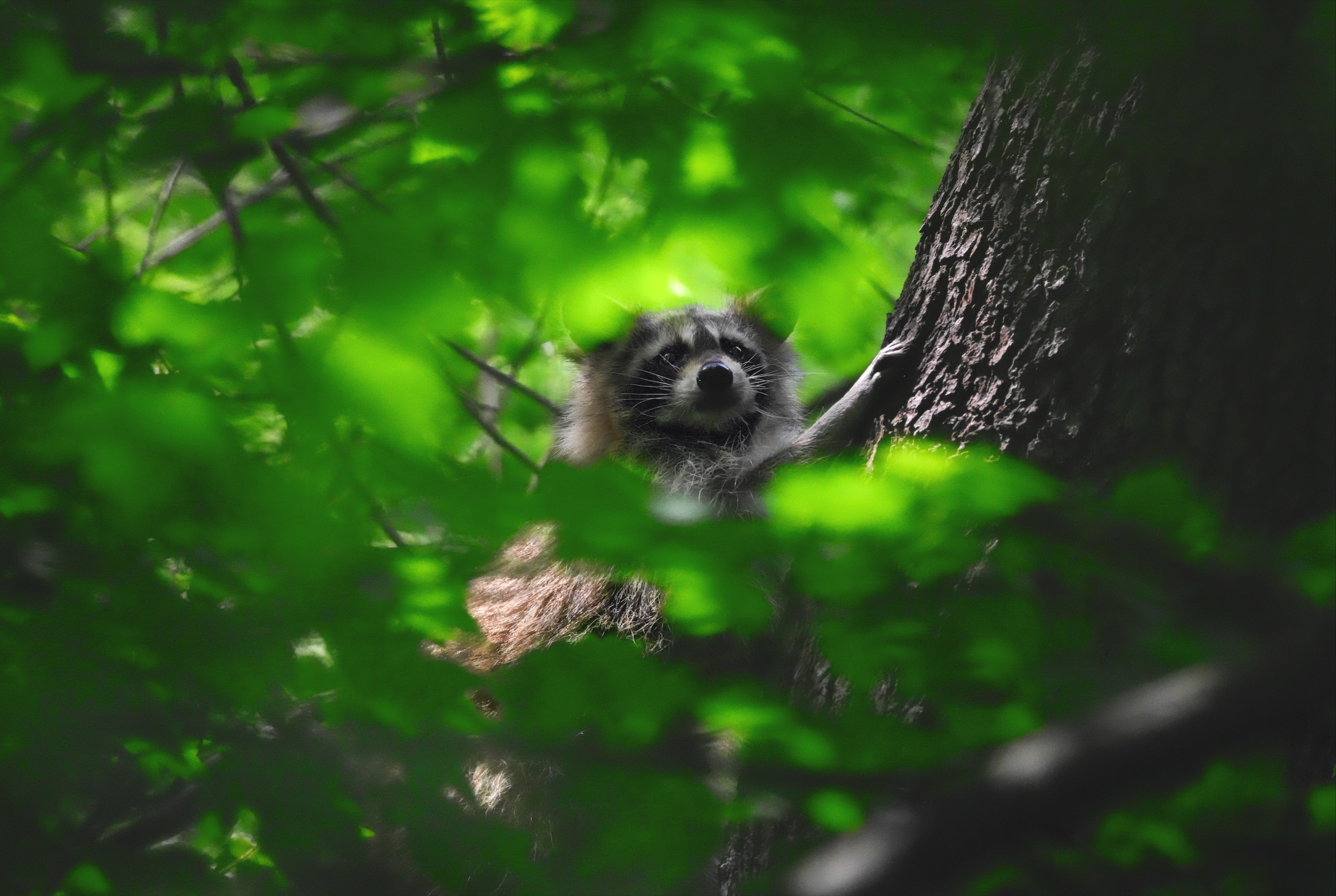 Raccoon on tree, Central Park, NYC