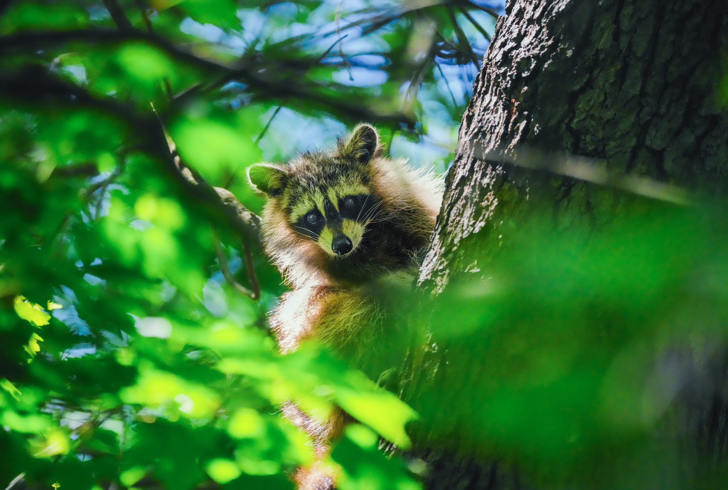 Raccoon on tree, Central Park, NYC