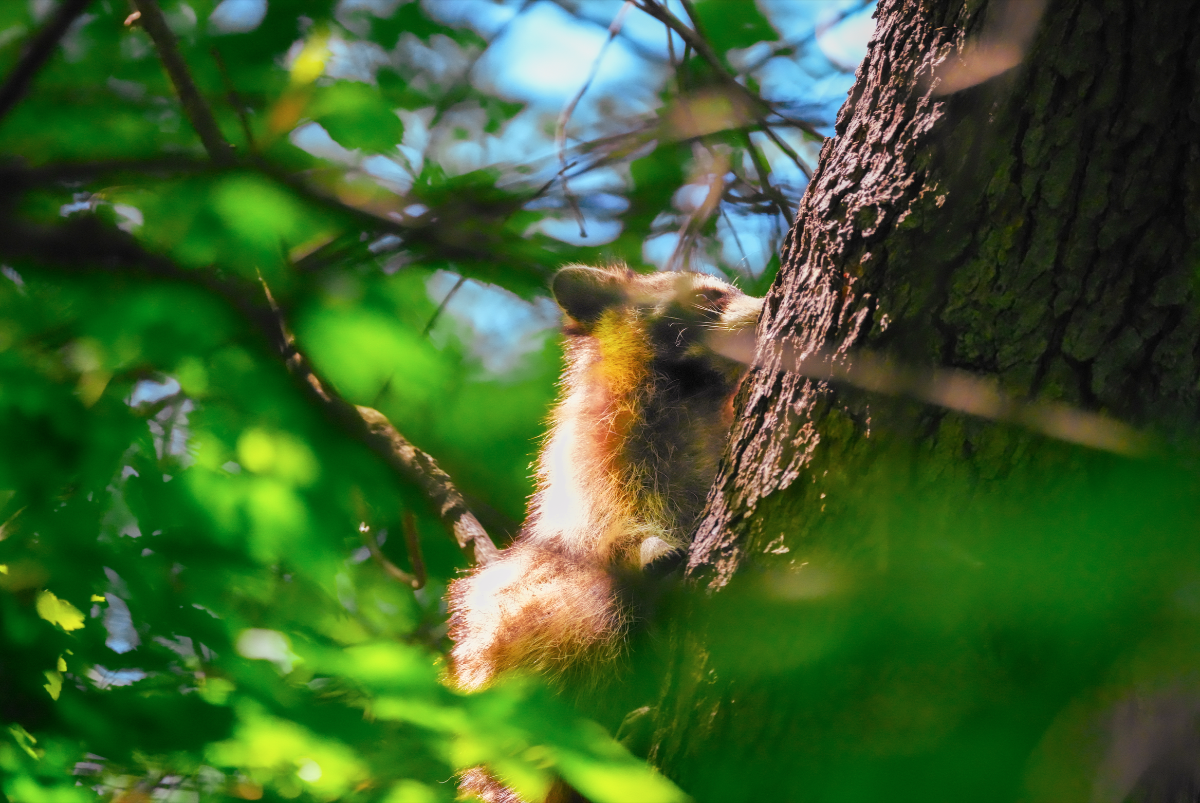 Raccoon sunbathing on tree, Central Park, NYC
