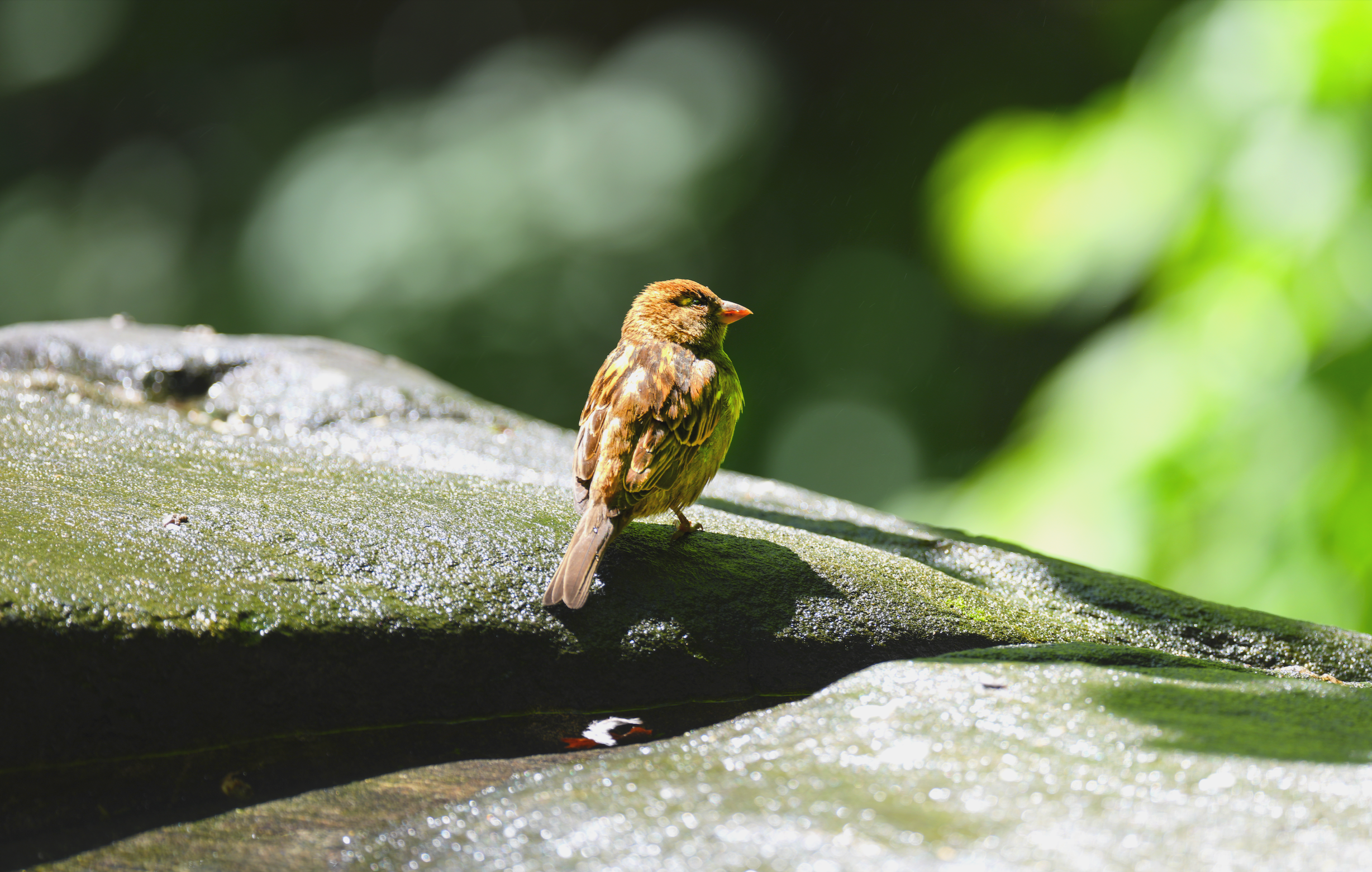Female House Finch, Central Park, NYC