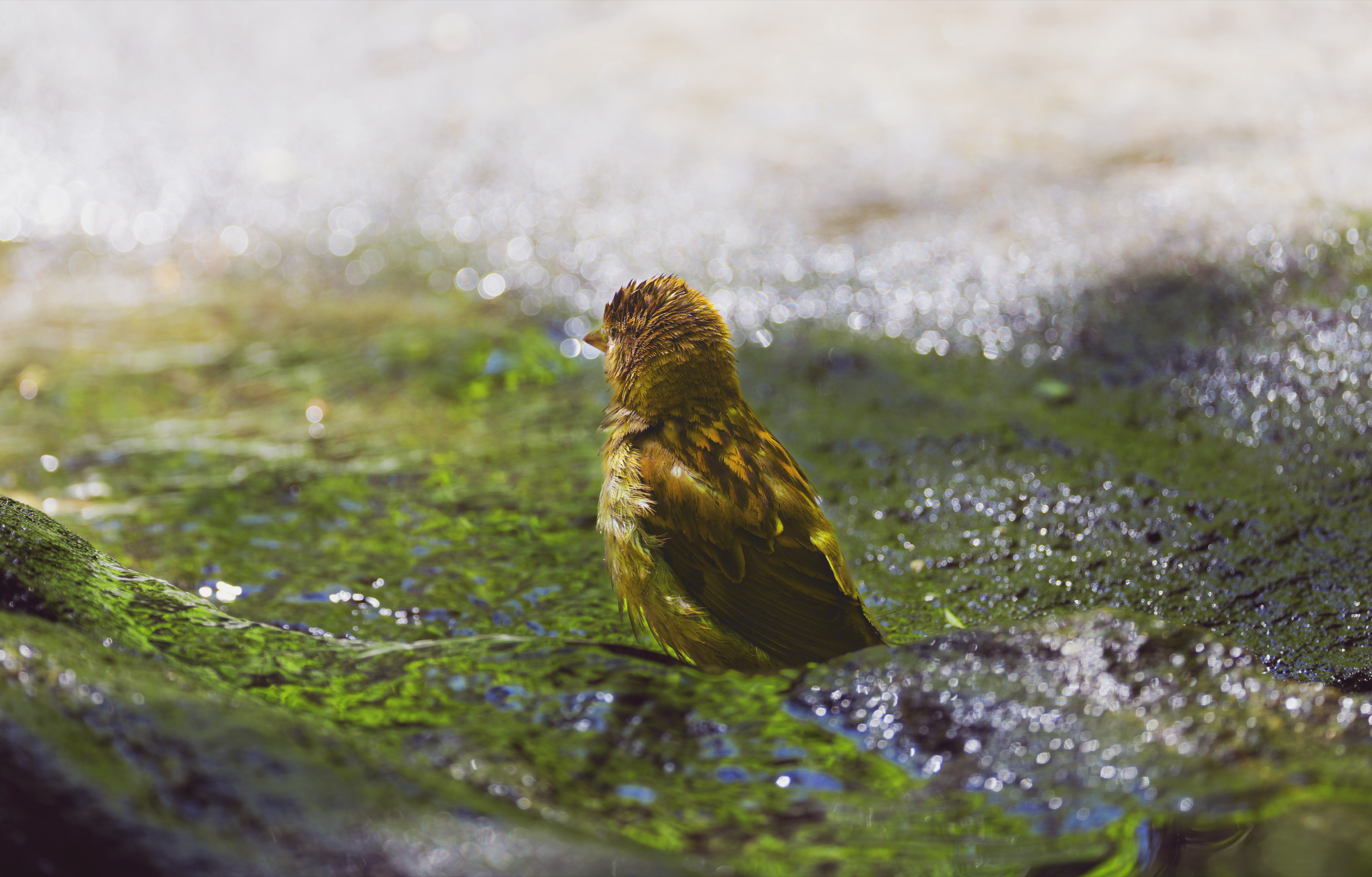 Pine Warbler, Central Park, NYC