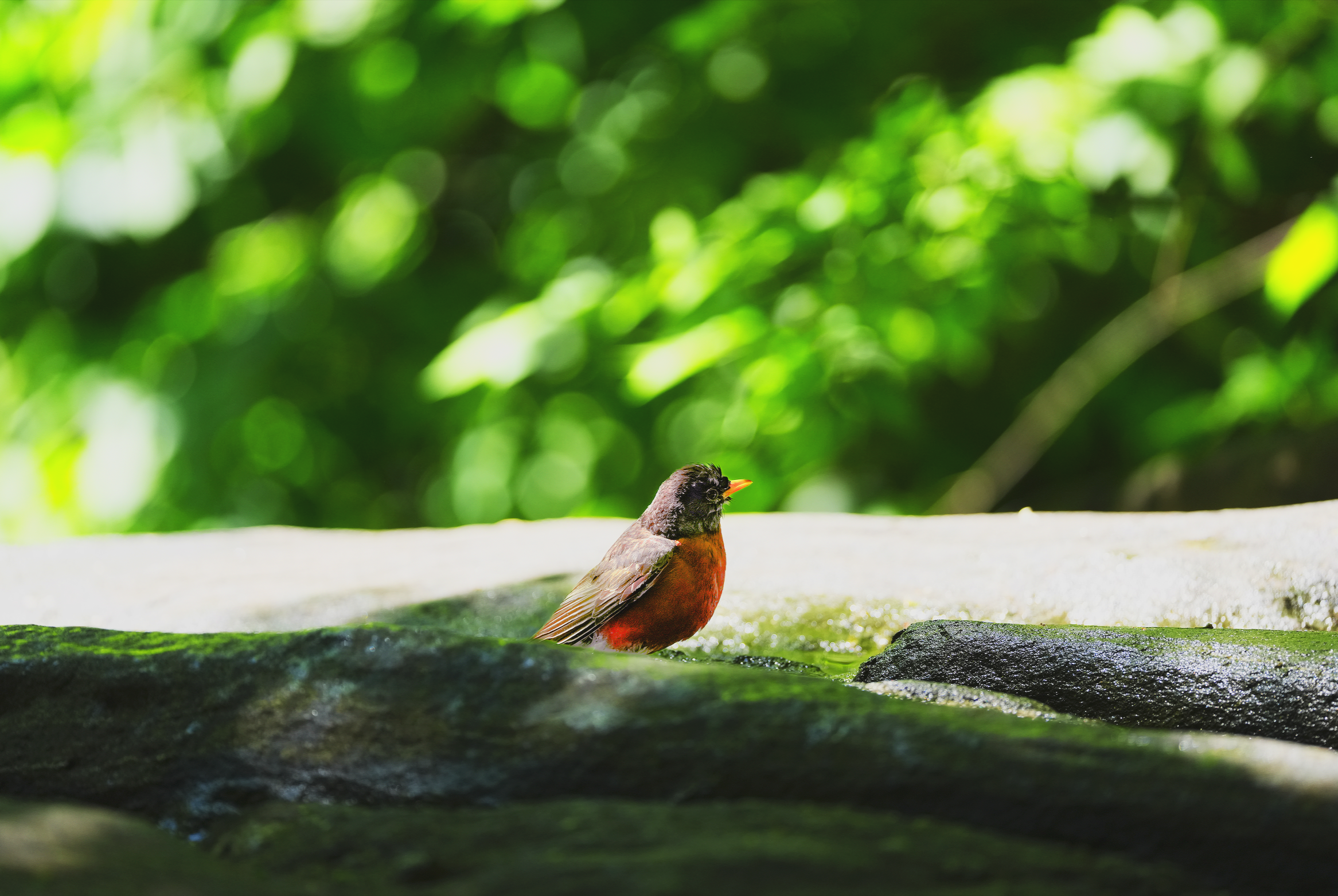 American Robin, Central Park, NYC