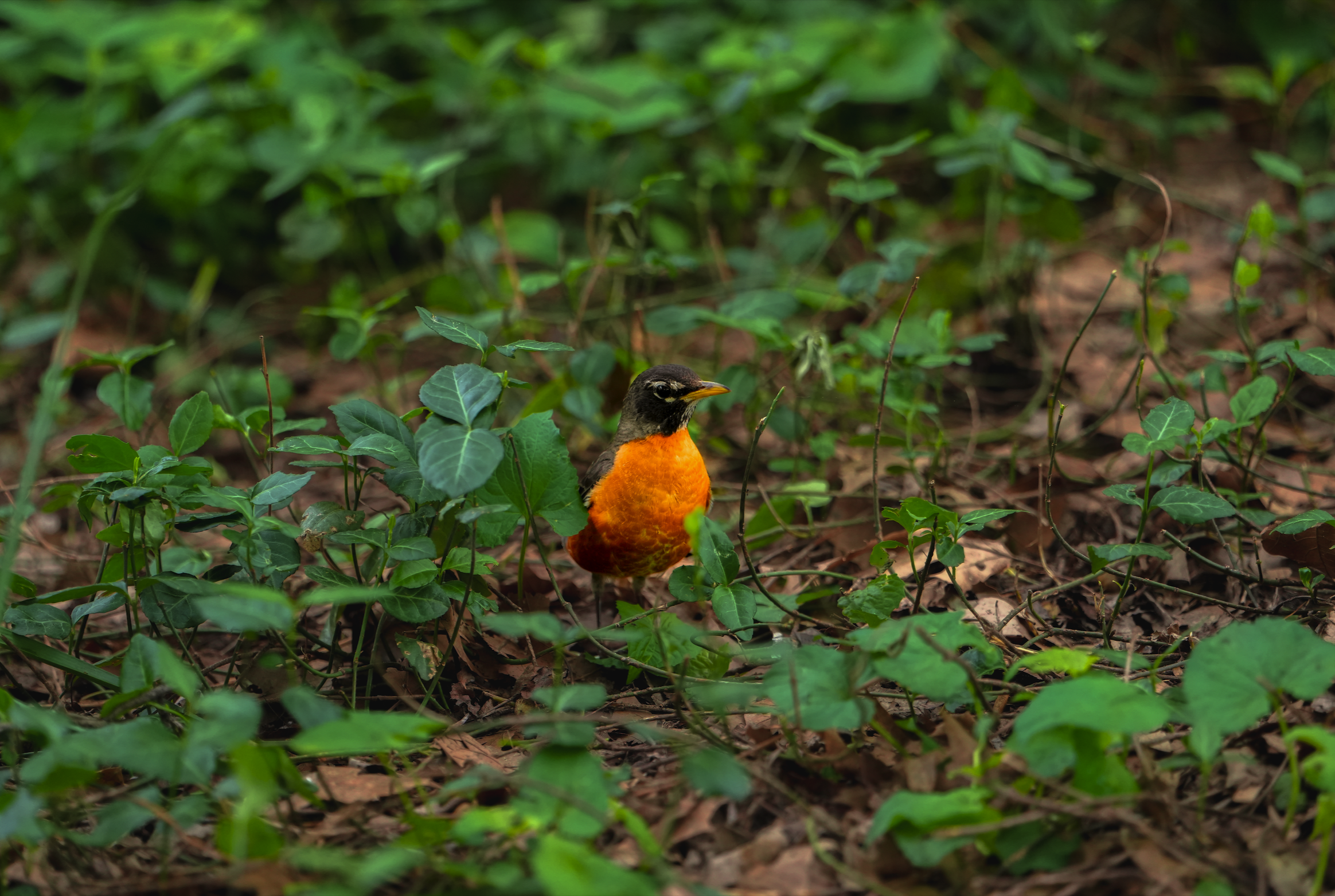 American Robin, Central Park, NYC
