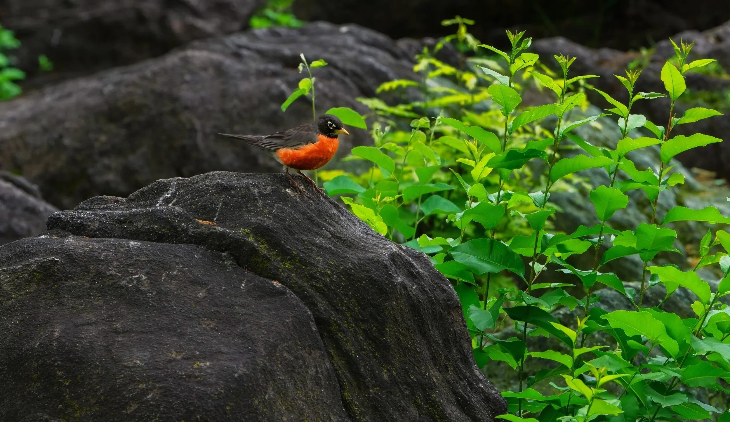 American Robin, Central Park, NYC