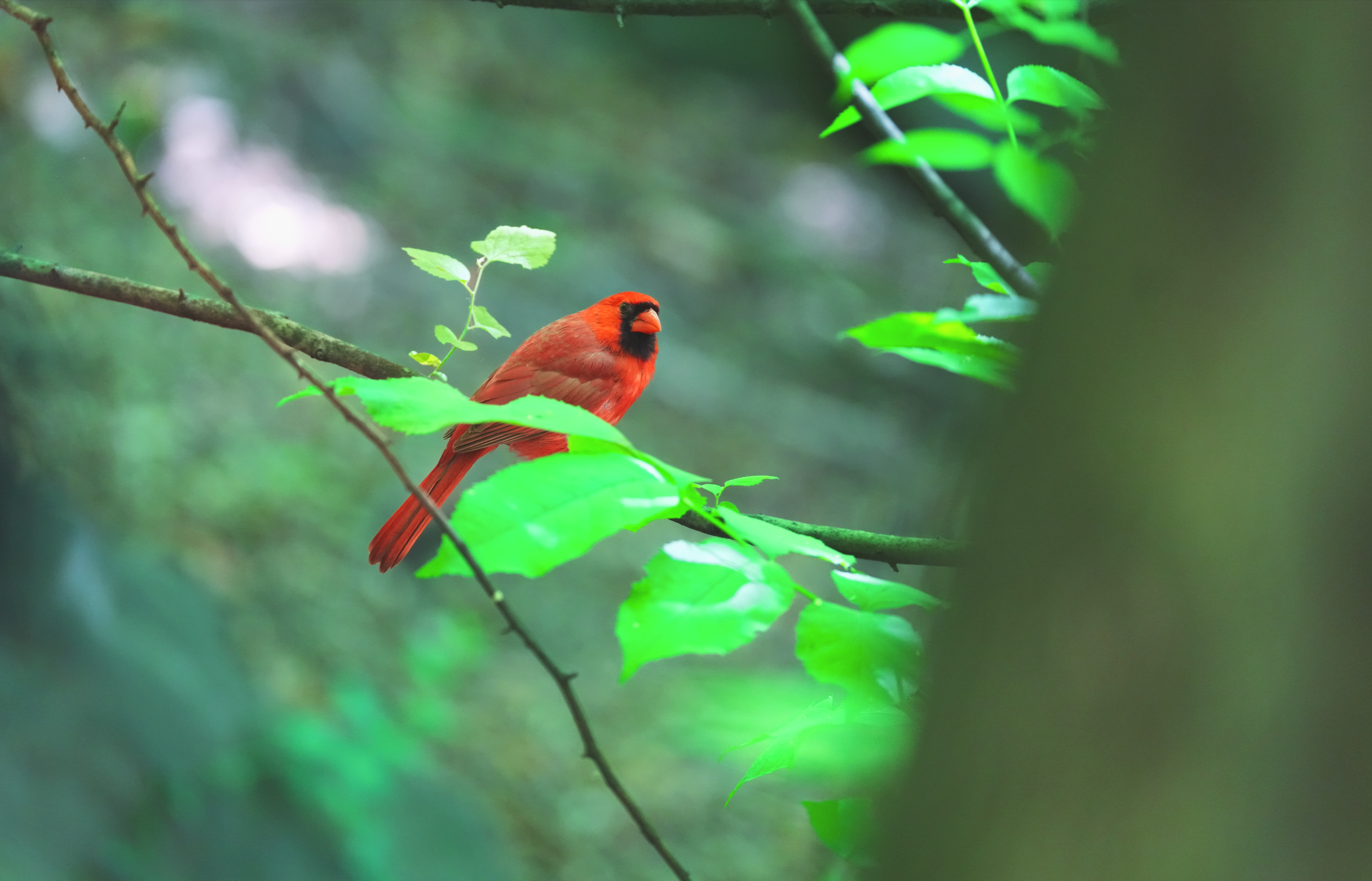 Northern Cardinal, Central Park, NYC