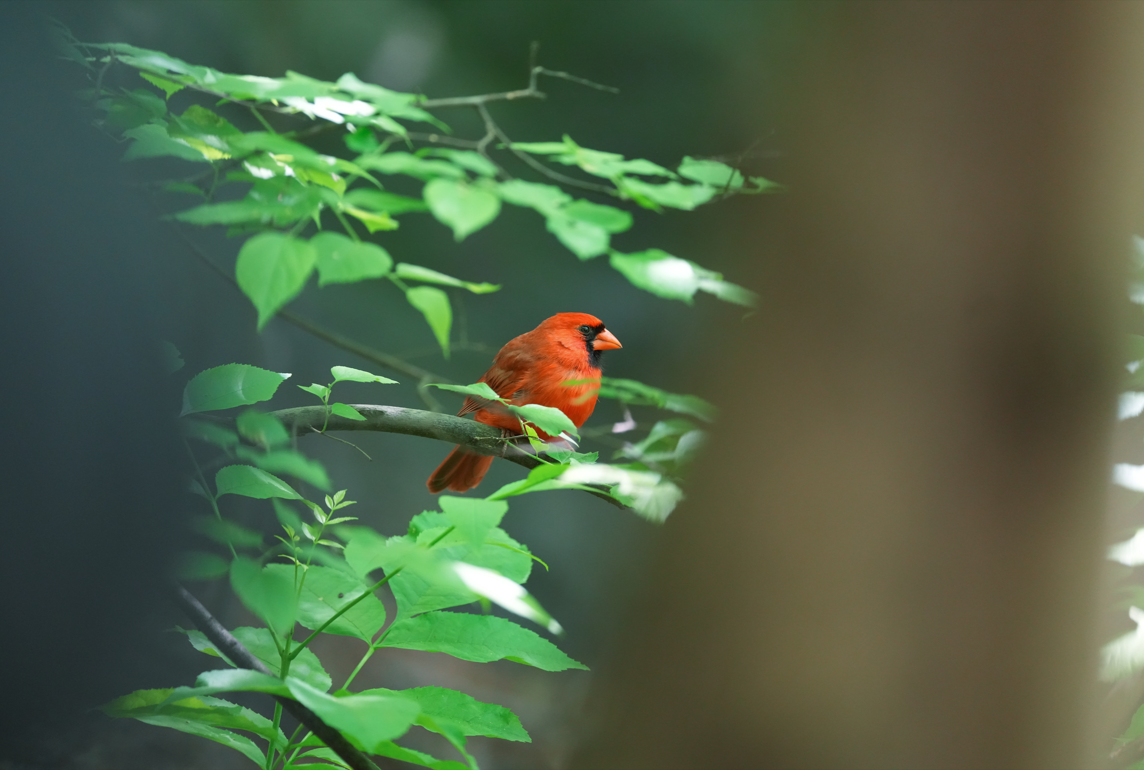 Northern Cardinal, Central Park, NYC