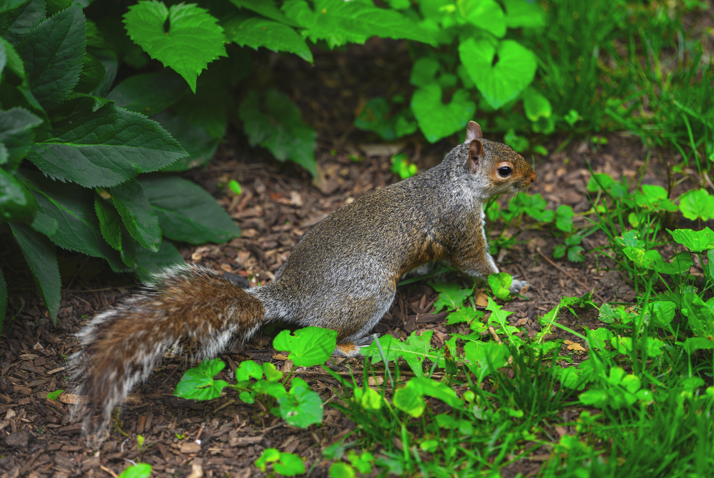 Eastern Gray Squirrel, Central Park, NYC