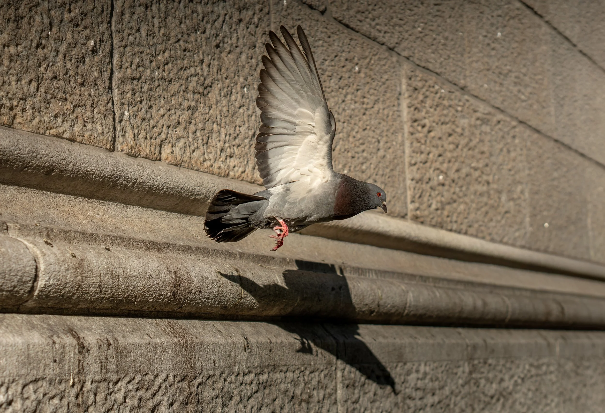 Rock Pigeon taking flight, NYC
