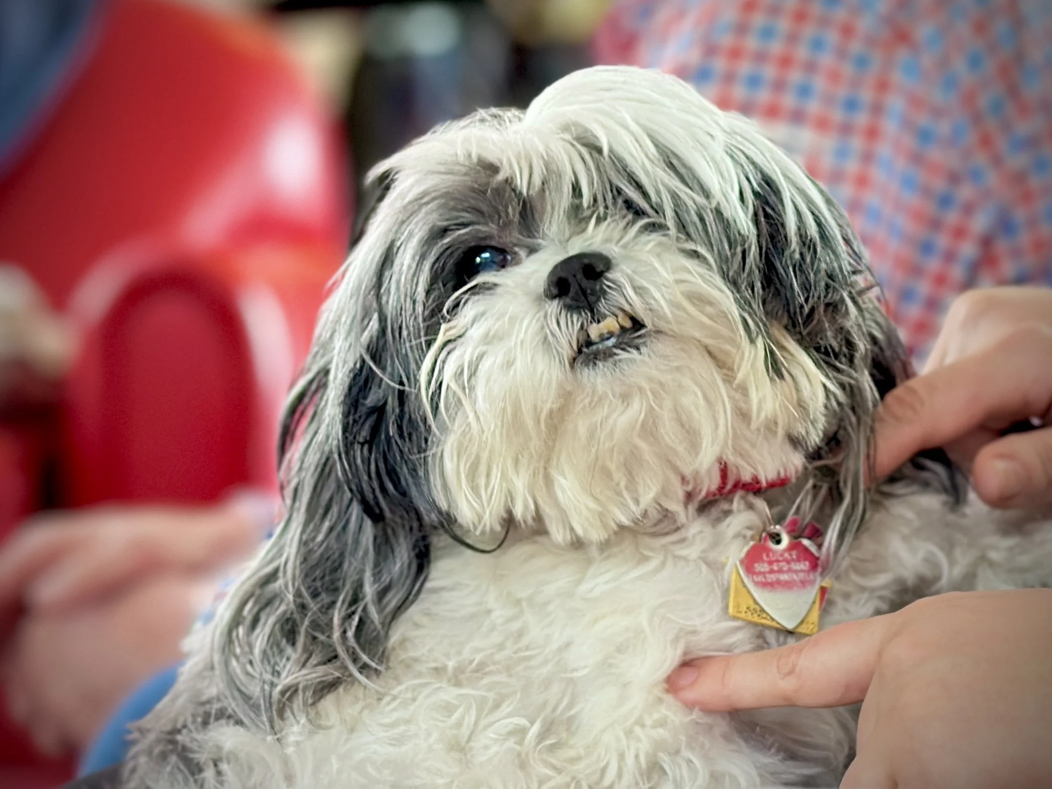 Lucky - Shot on Canon EOS Rebel t6i