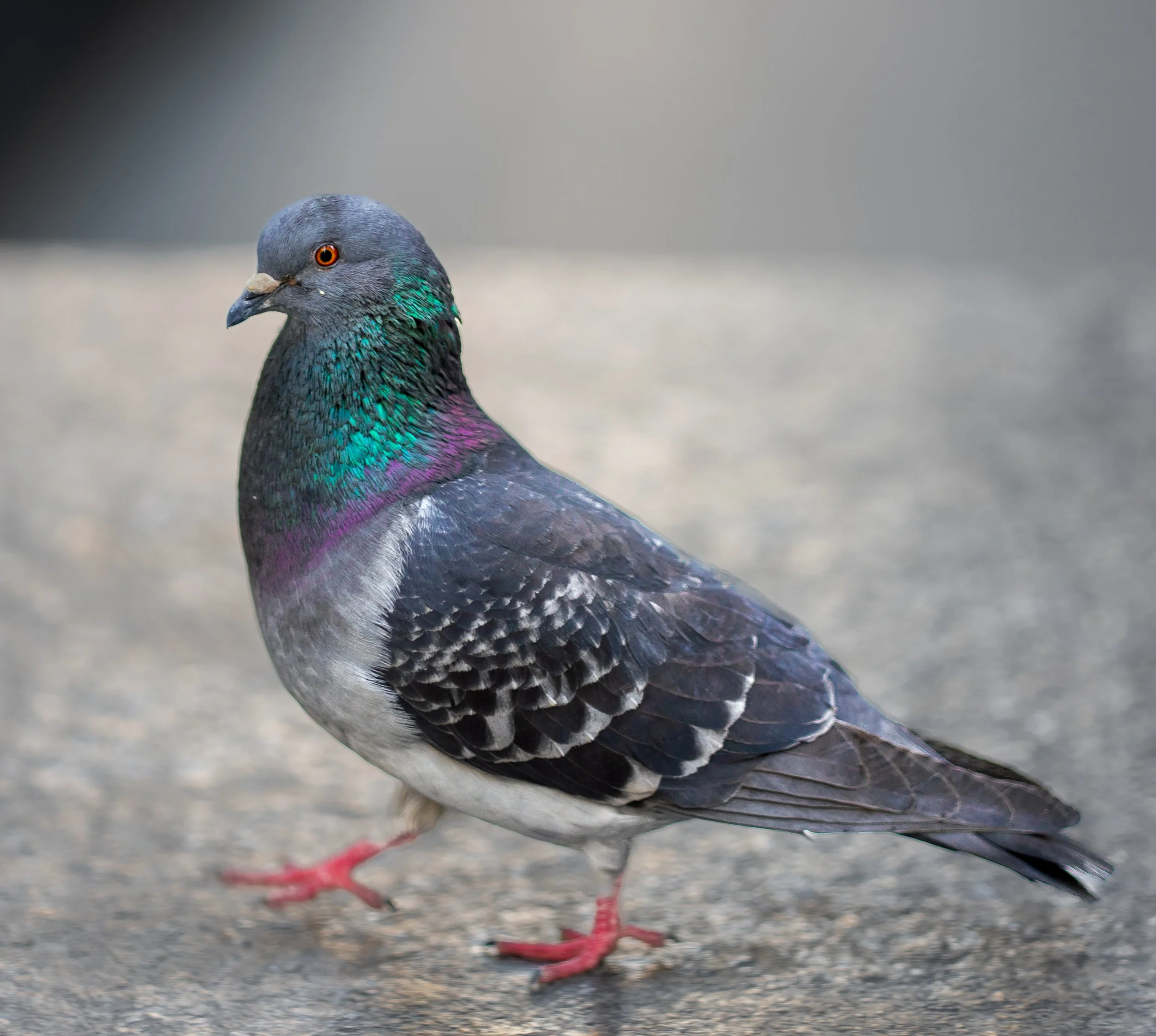 Rock Pigeon, Midtown Manhattan, NY