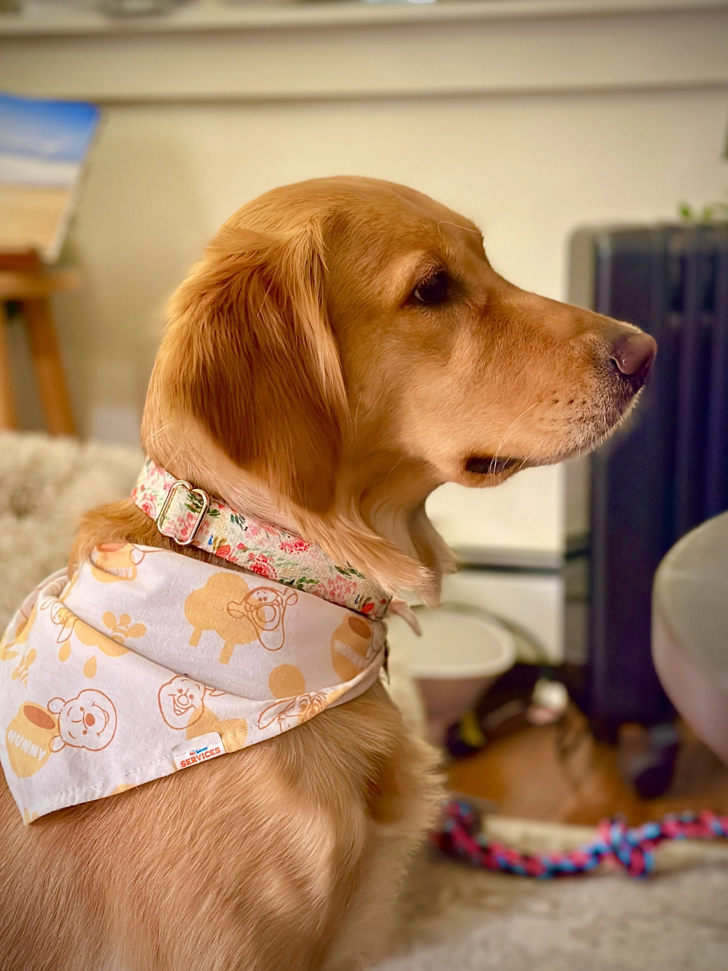 Maisie (aka Lil' MayMay) - Shot on Canon EOS Rebel t6i