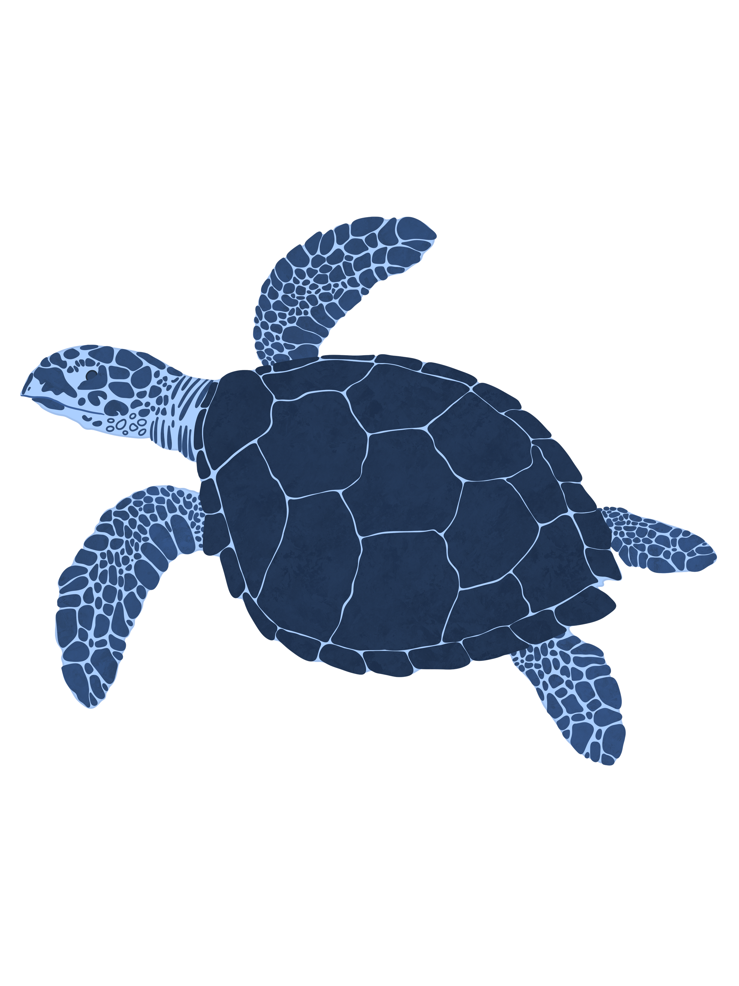 Sea_Turtle 2.png