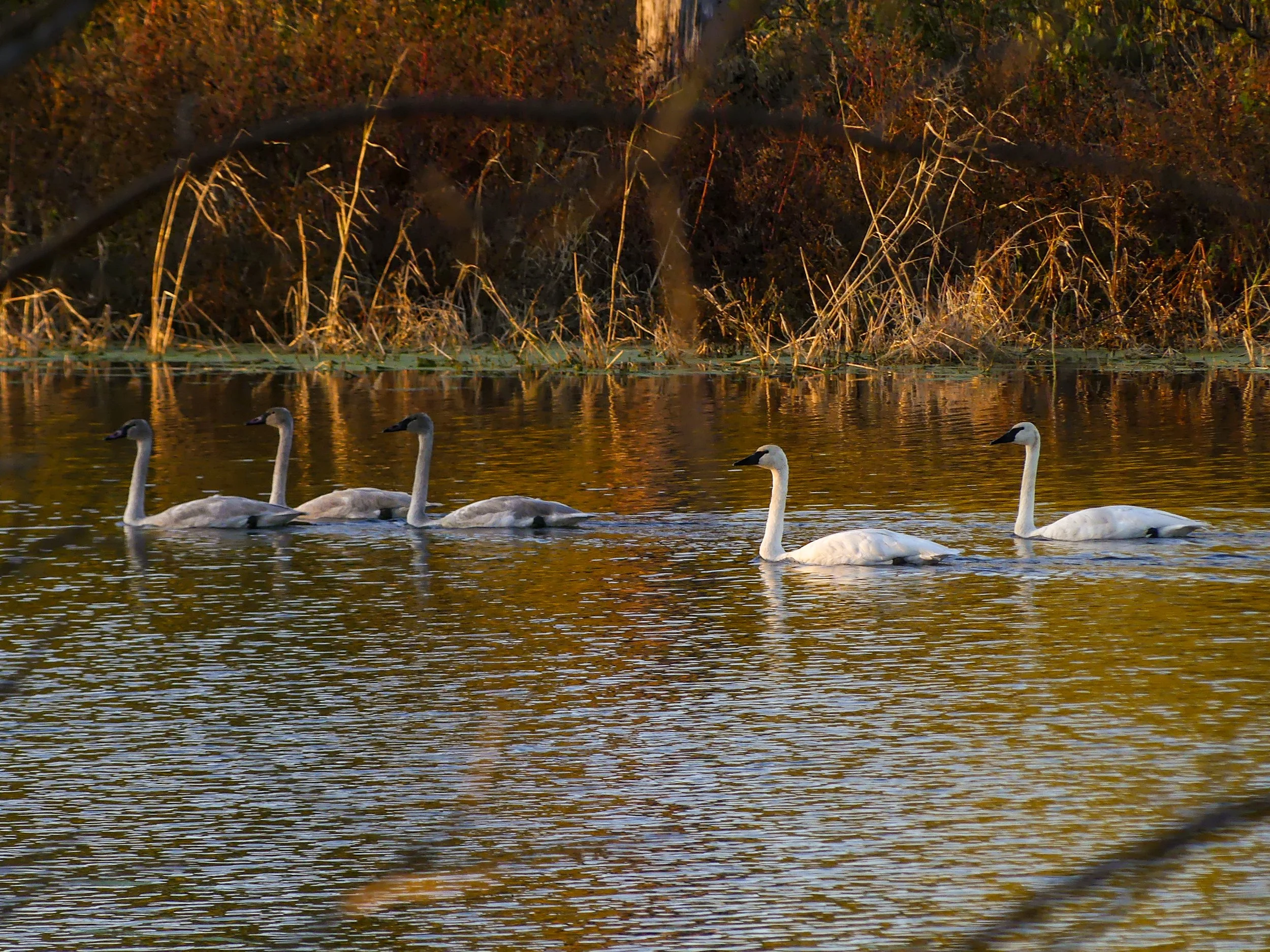 Panasonic DMC-FZ300 4000x3000_000431.JPG