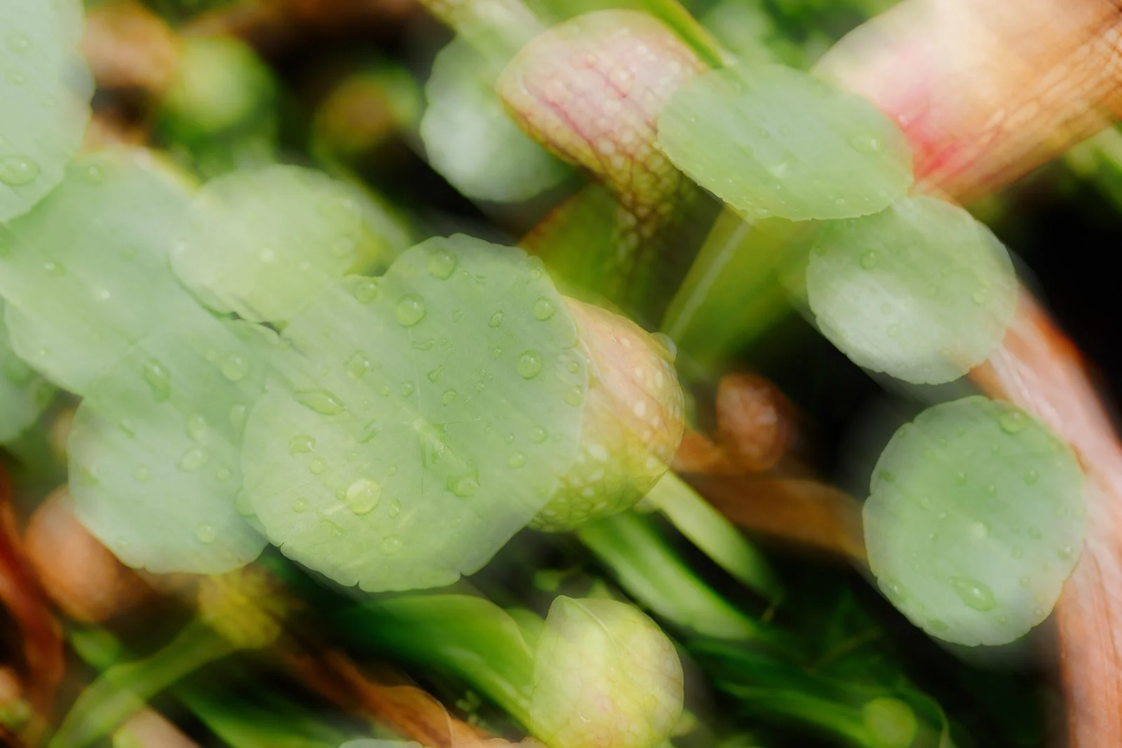 Blurred abstract plant leaves in shades of green and pink with water drops