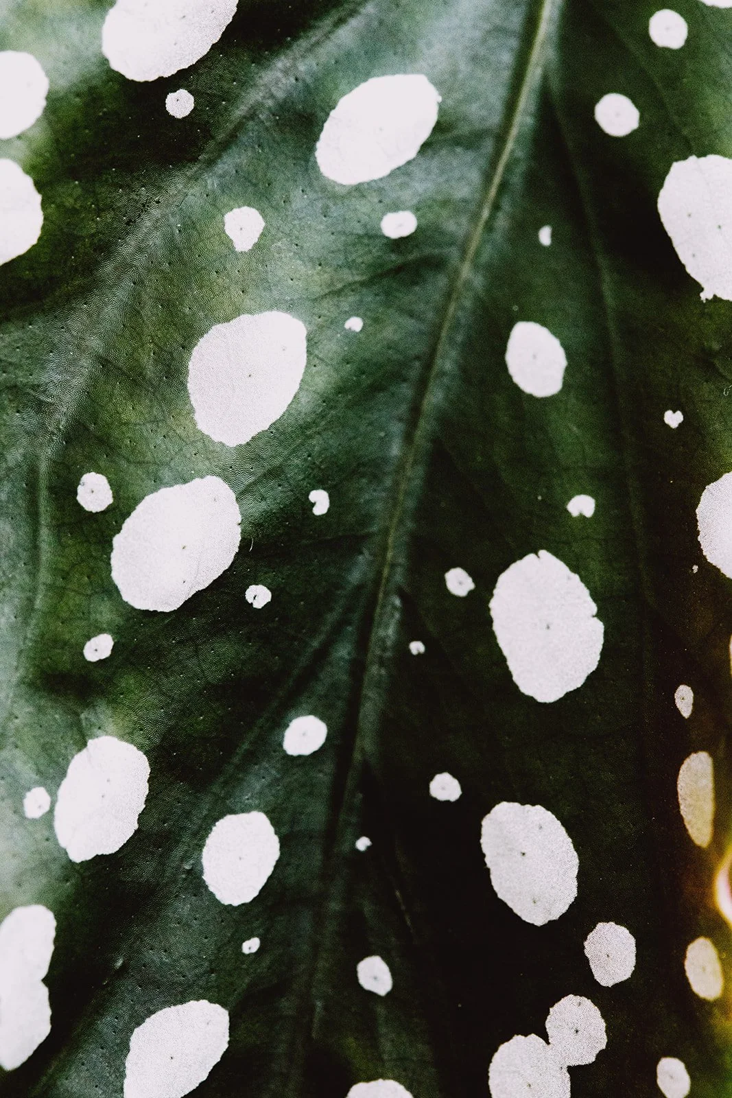 photo of dark green plant leaf with white spots