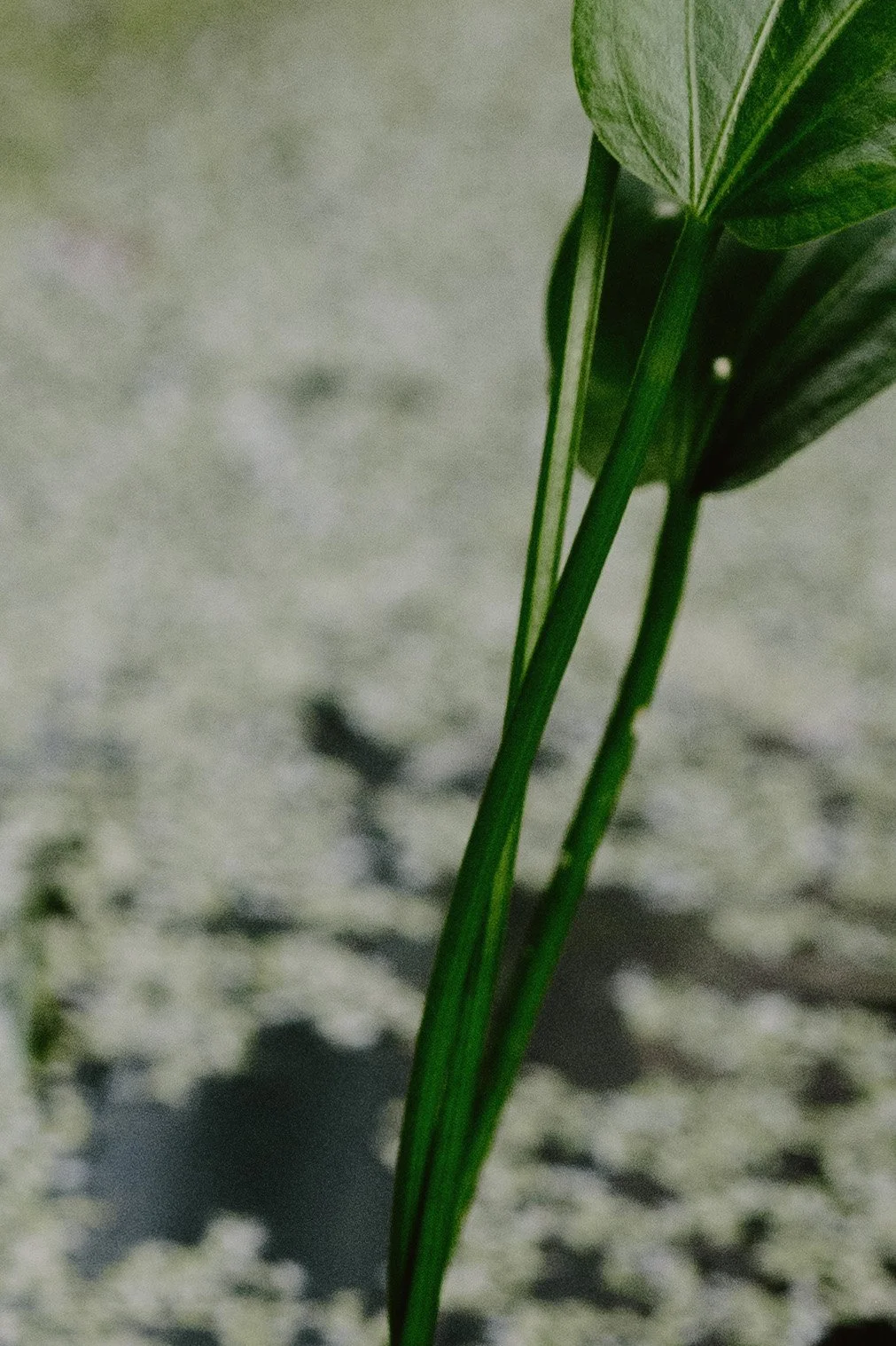 abstract photo of a plant for decoration