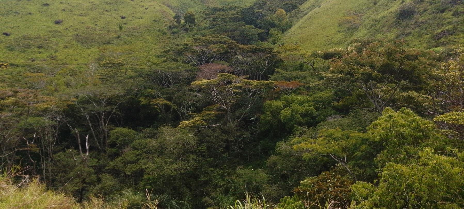 Lush green forested hillside with various trees and foliage, some with sparse branches, in a mountainous landscape.