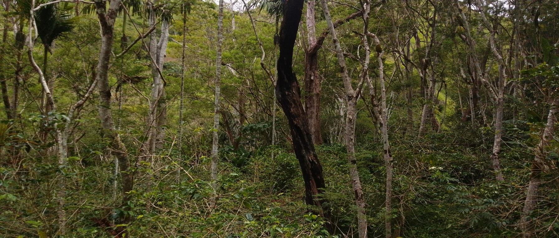 Dense forest with various trees, some with white bark, and green foliage.