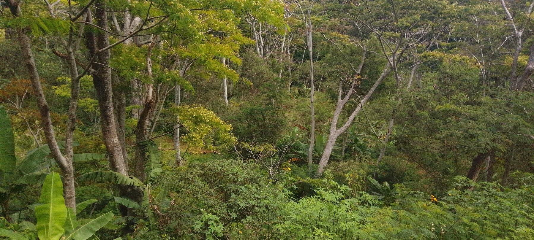 Lush green forest with a variety of trees, shrubs, and banana plants.