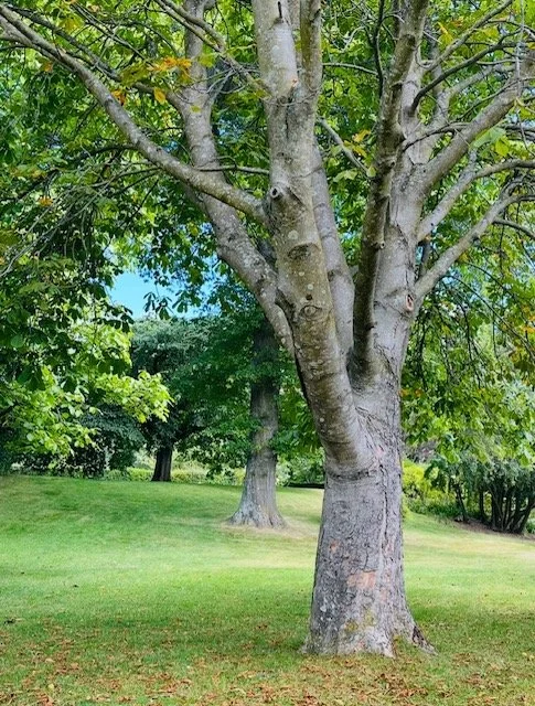 The Signature Library Edition