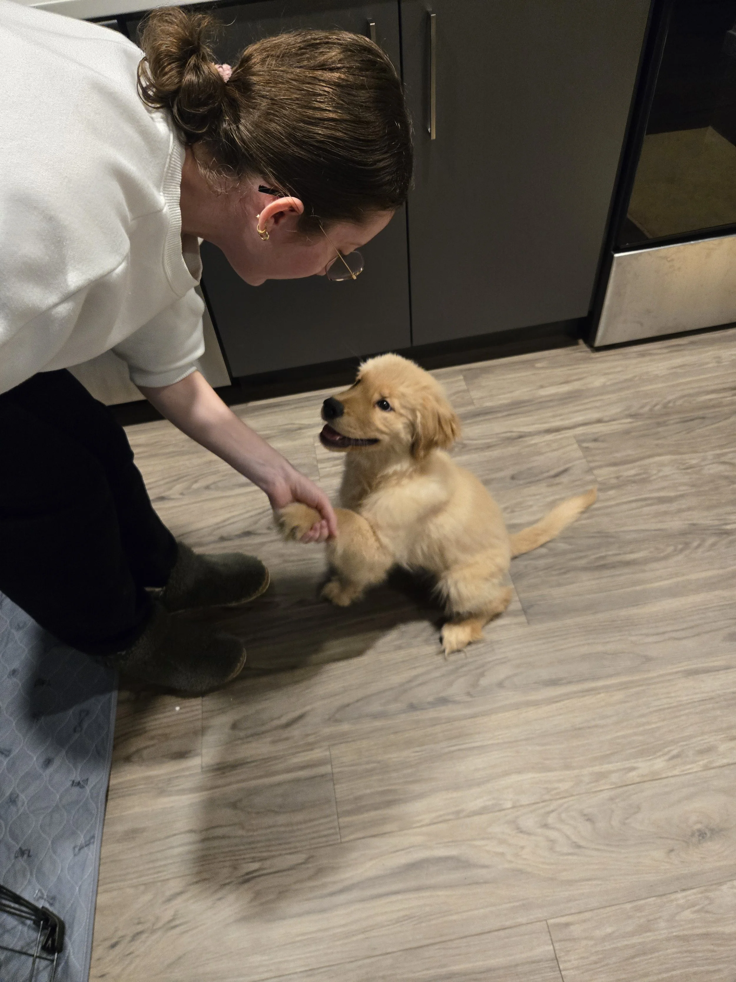 Puppy training the shake cue