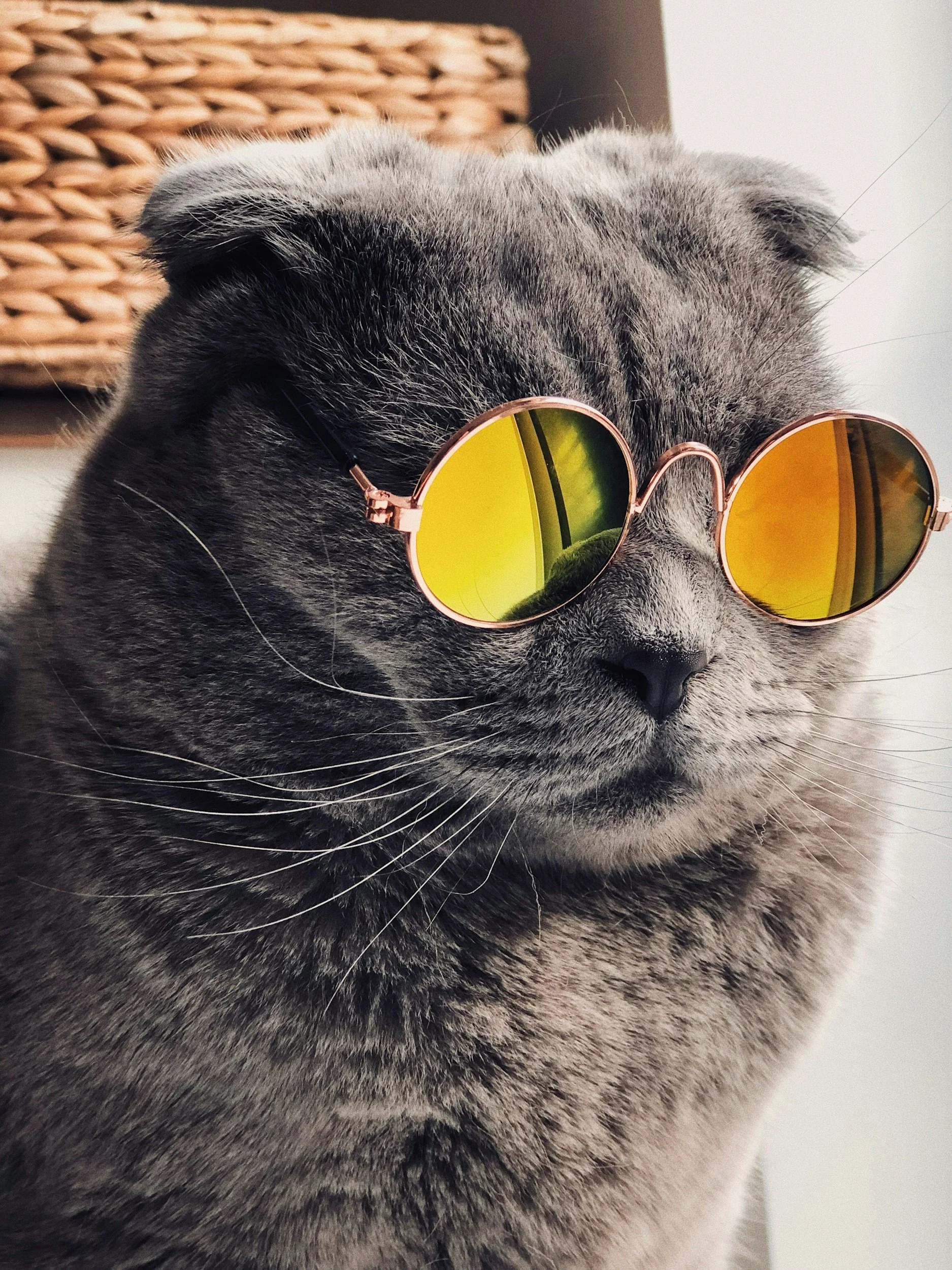 A British shorthair wears sunglasses