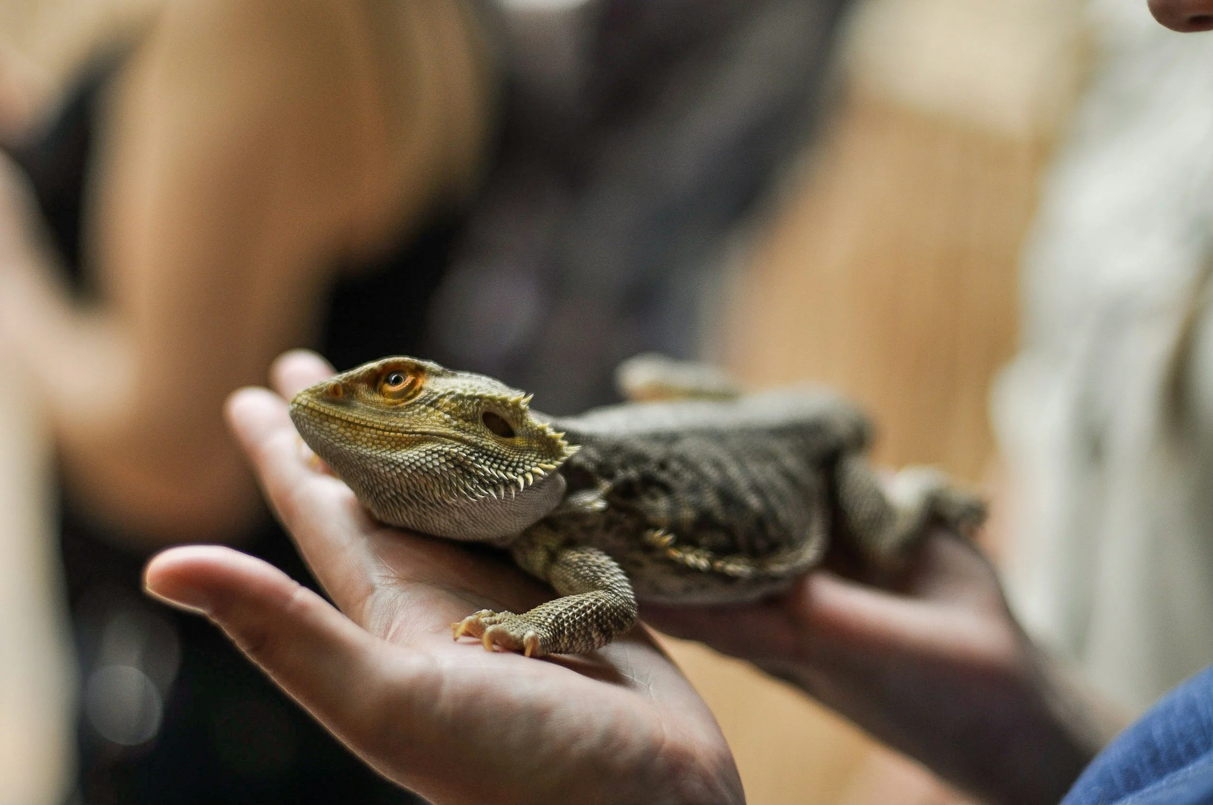 Reptile care and feeding