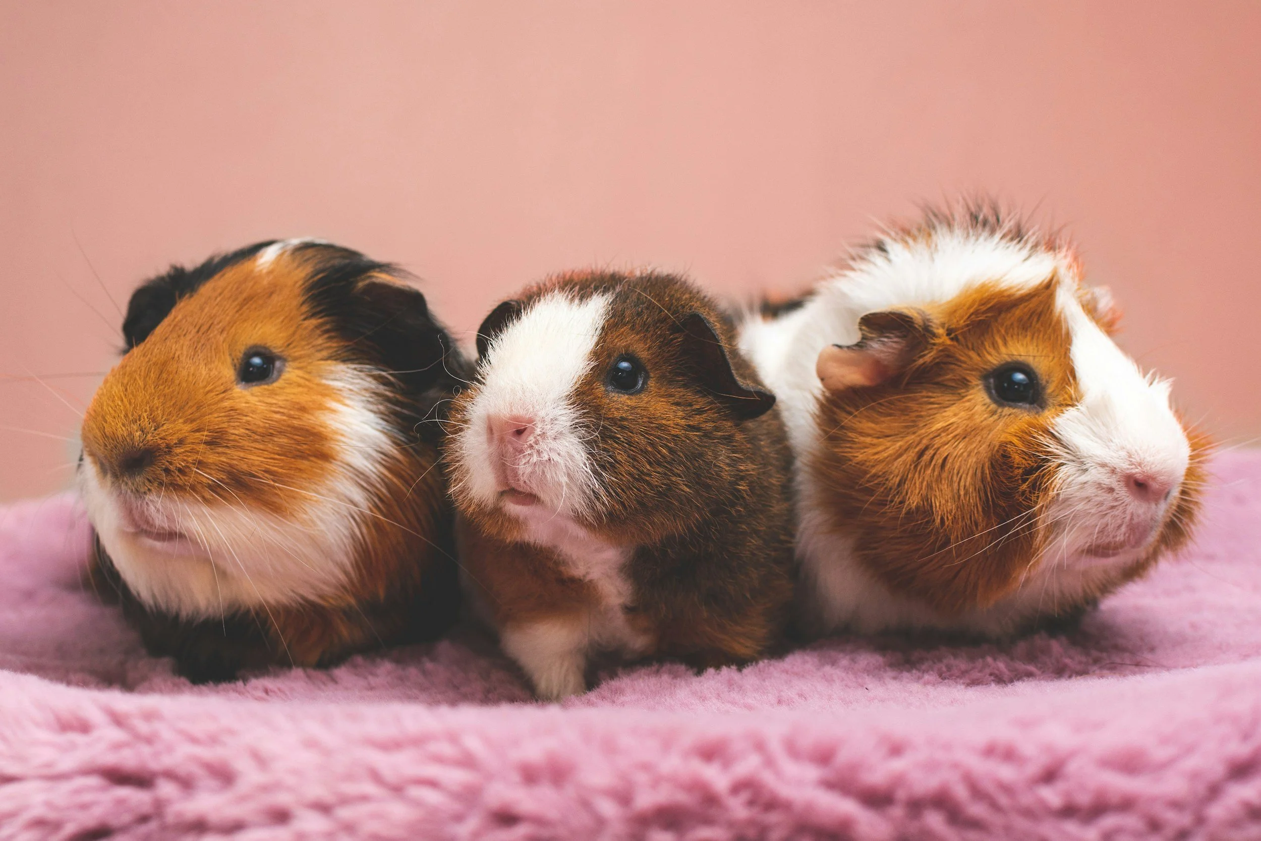 Guinea pig care