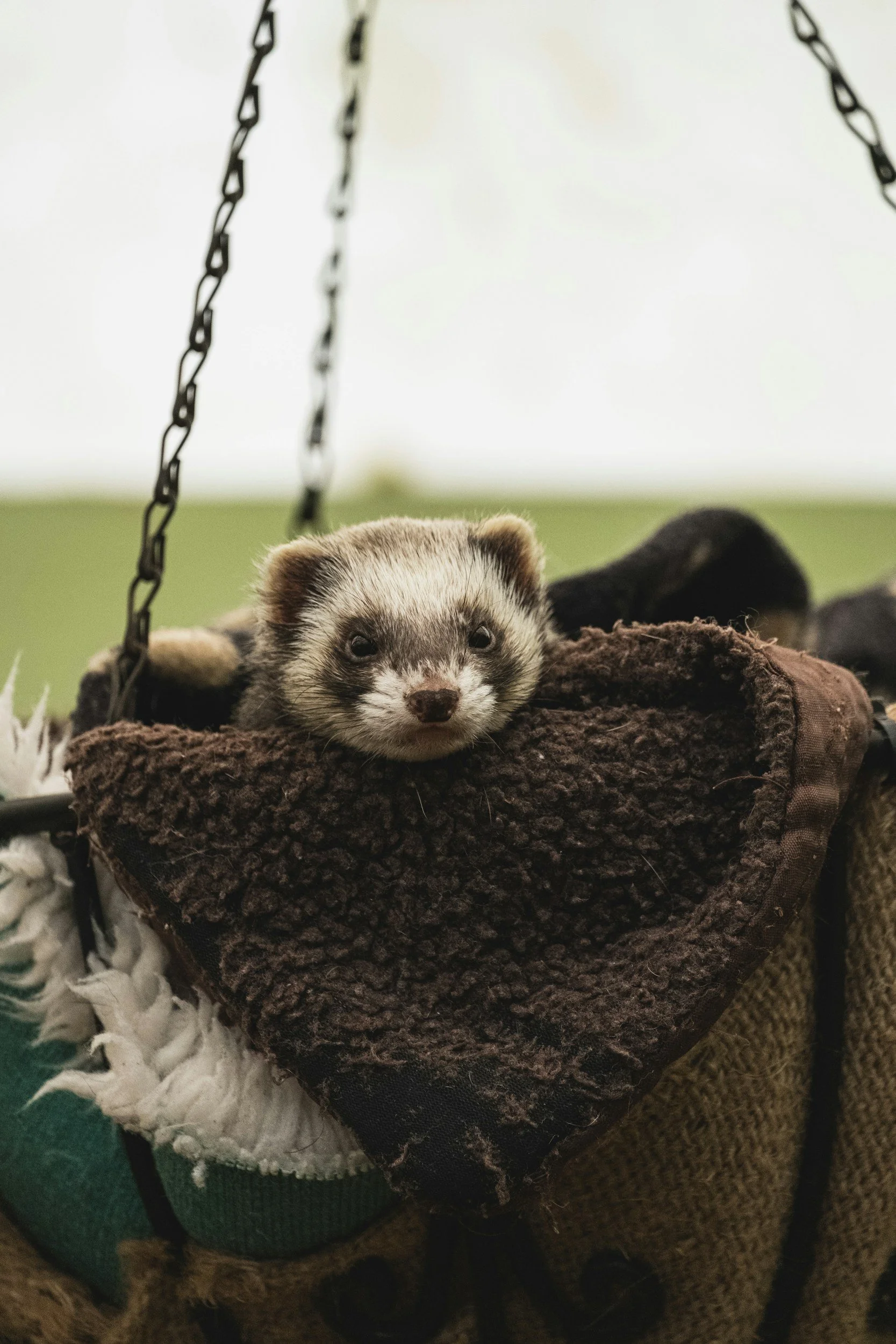 Ferret sitting