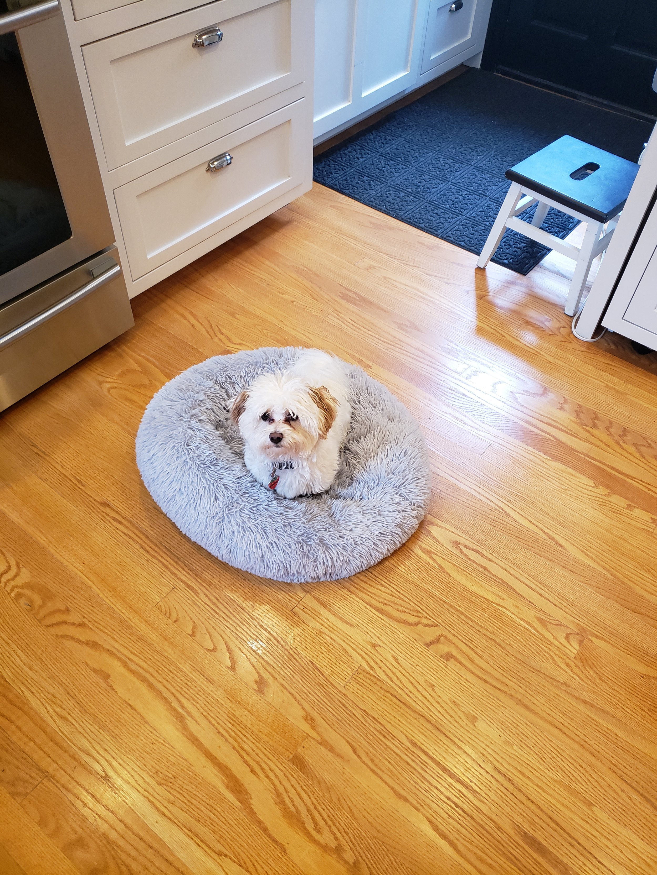 puppy training the place cue