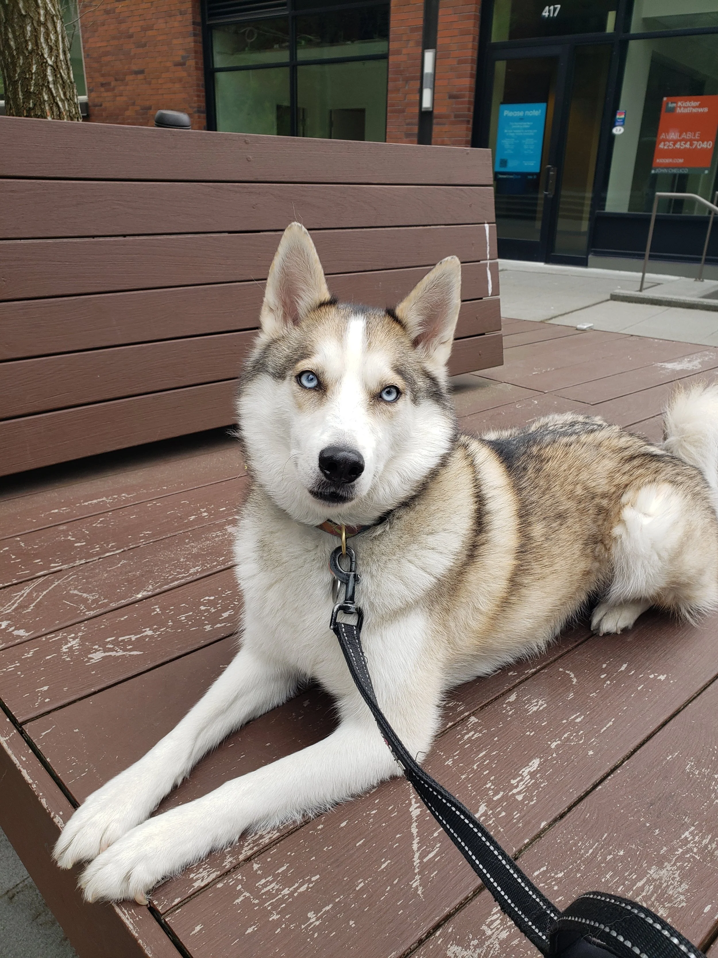 Reactive dog walk training