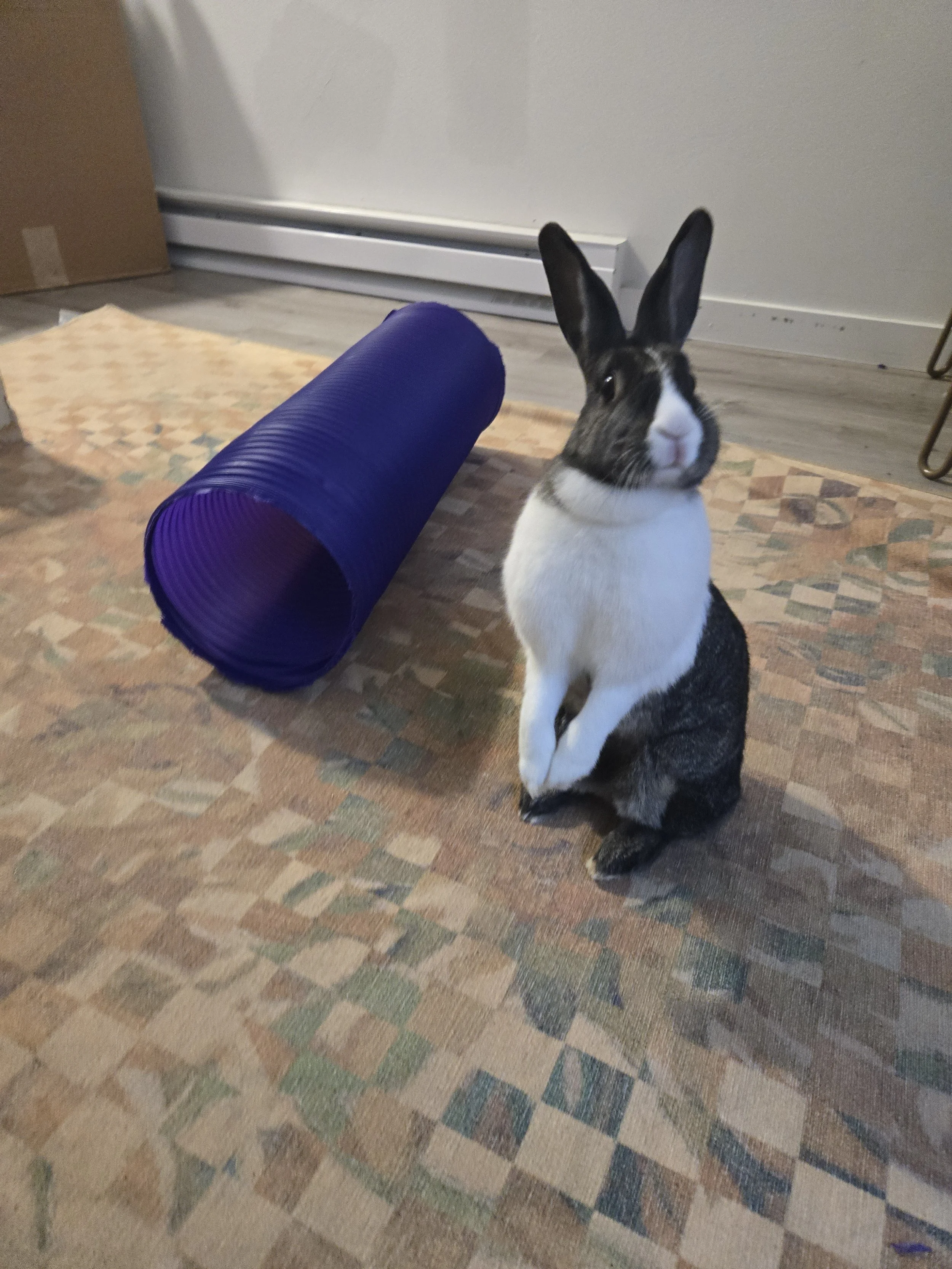 Small Animal Drop-In Care