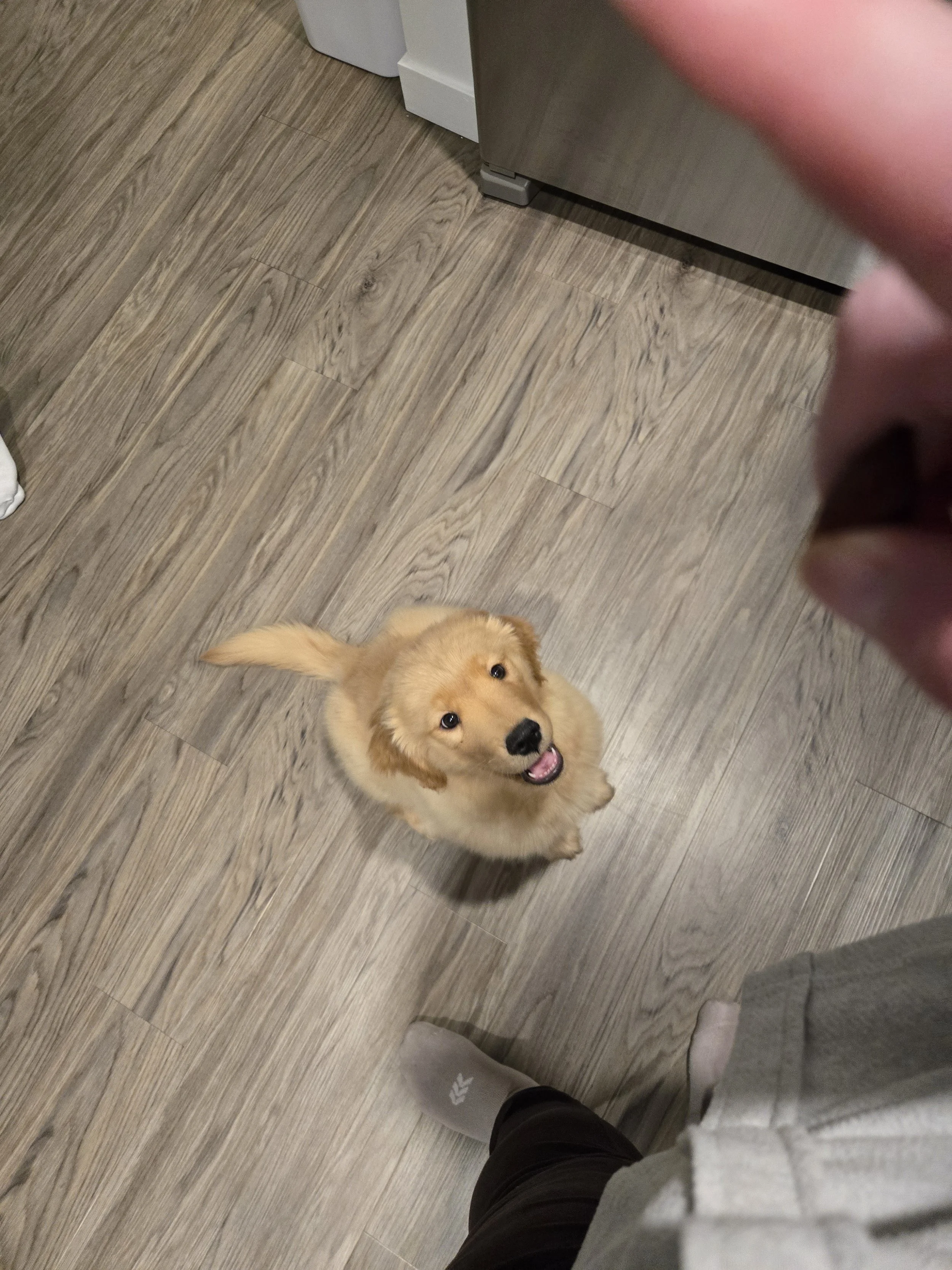 Puppy sitting and potty training help