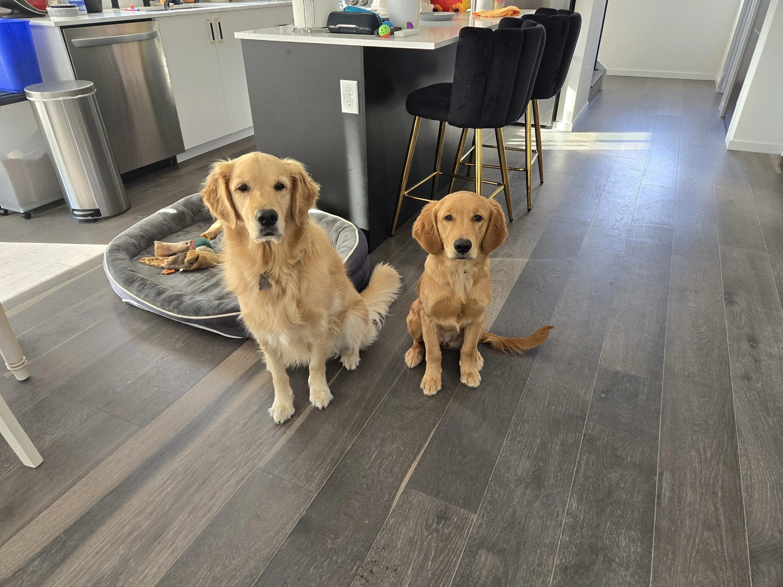 Two happy golden retrievers