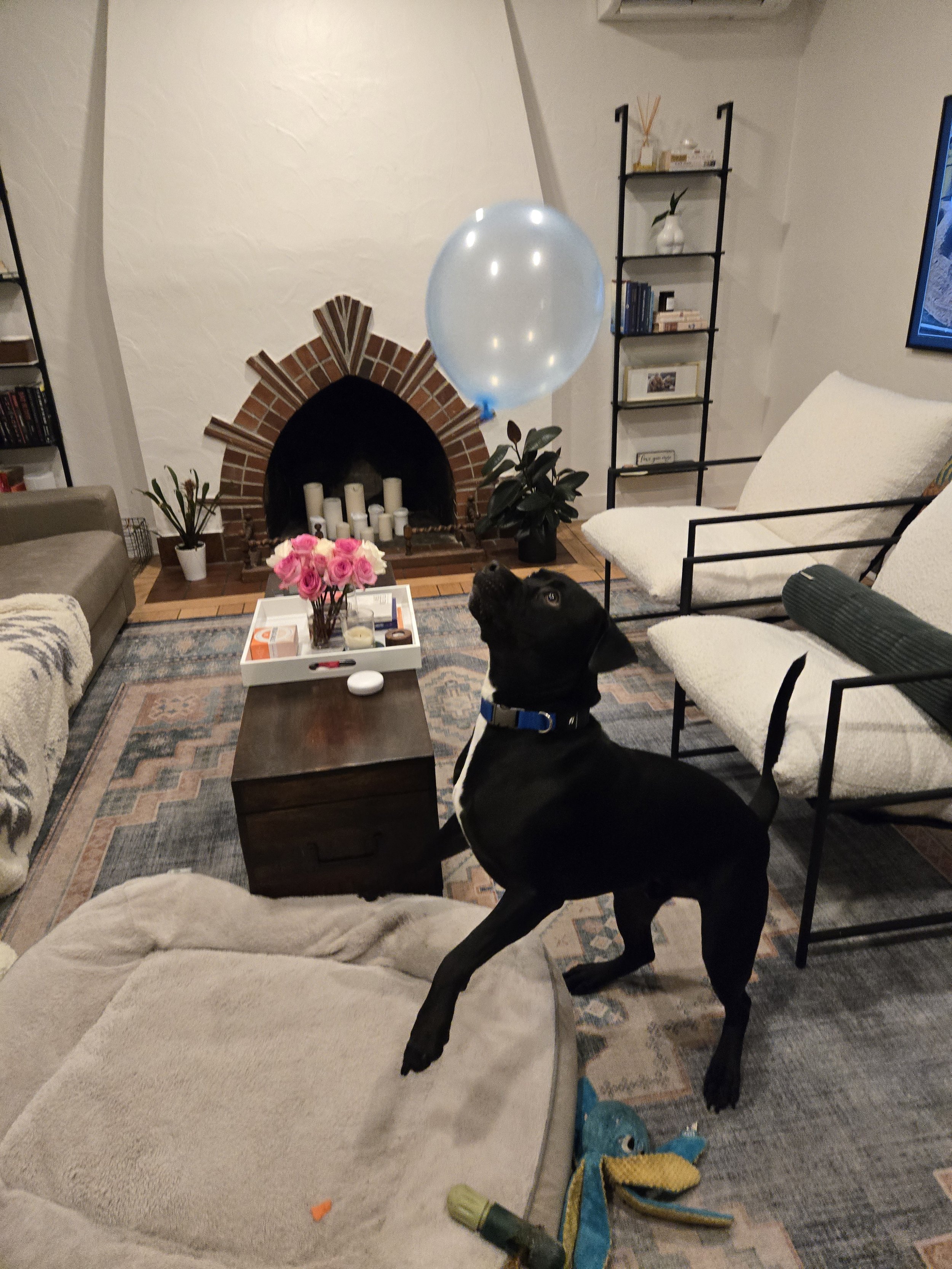 Overnight care for your dog