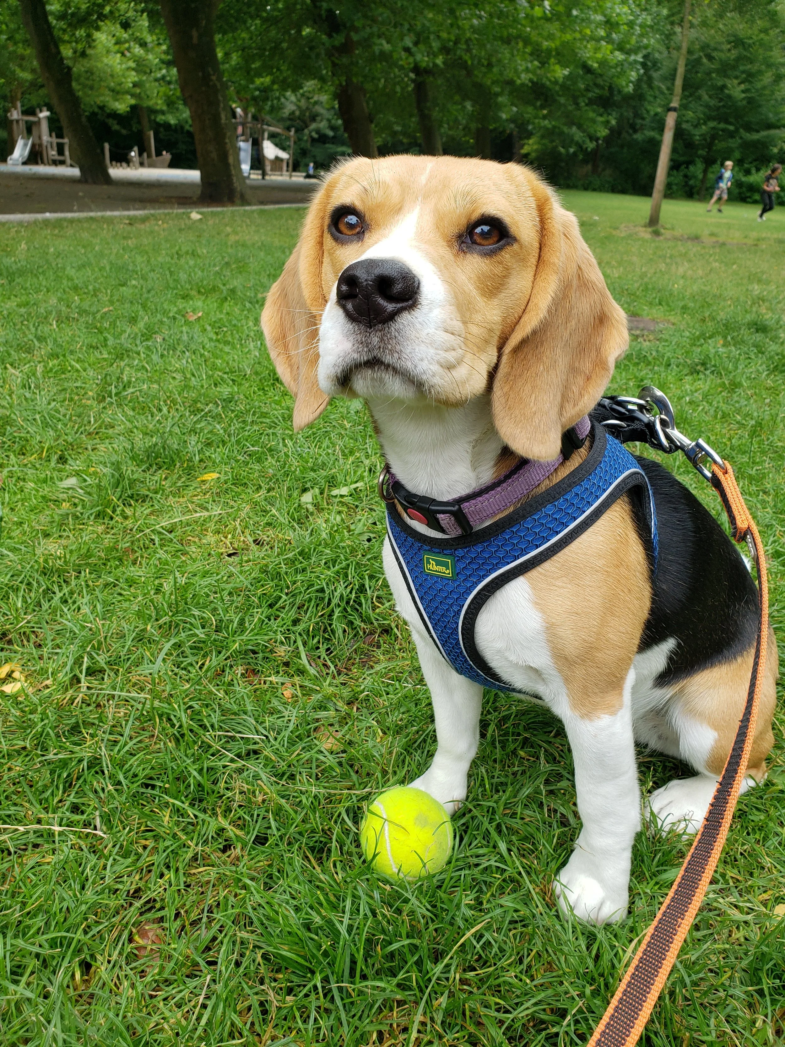 Stella enjoys the park in Amsterdam