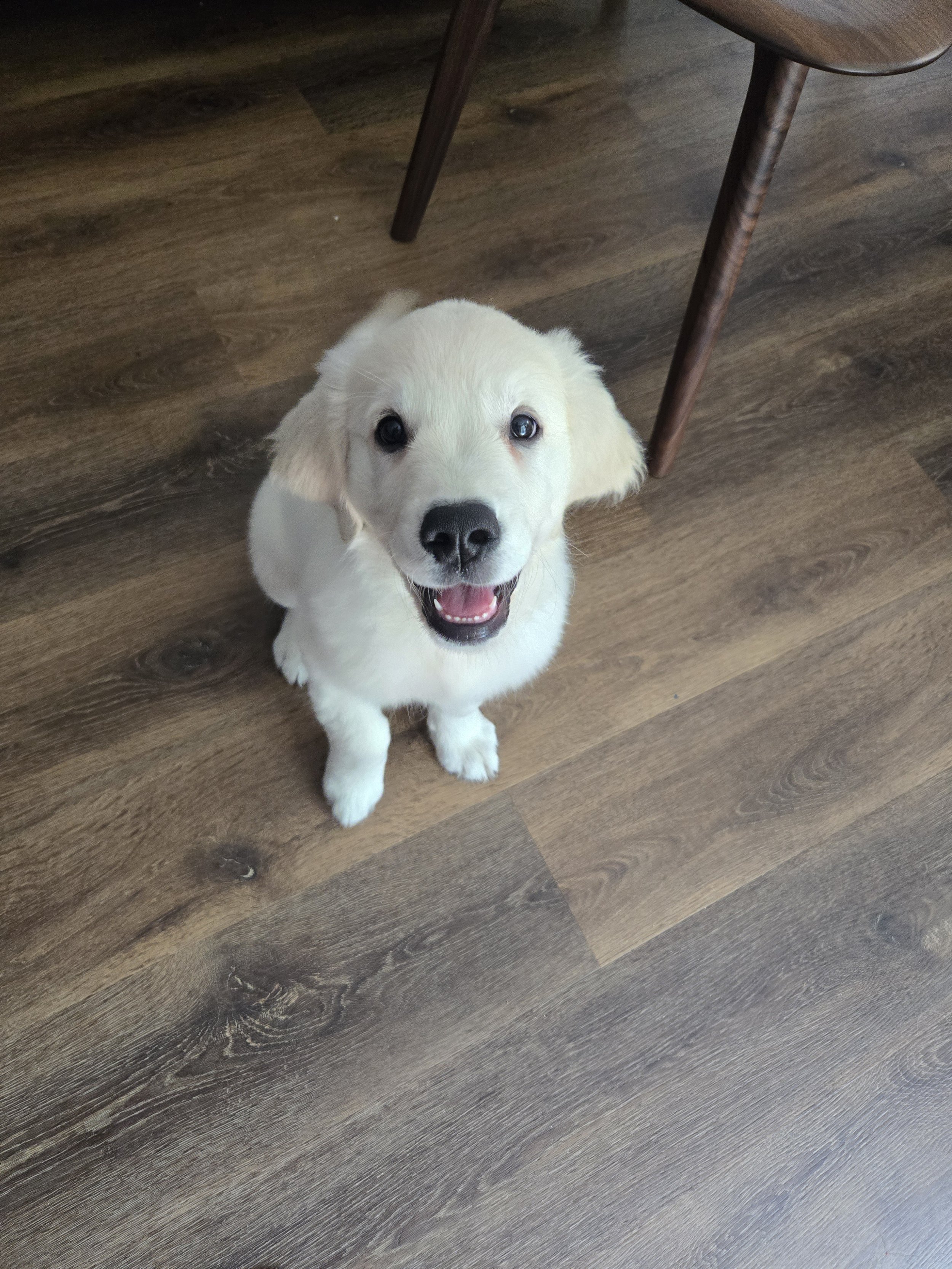 Golden retriever puppy enjoys training