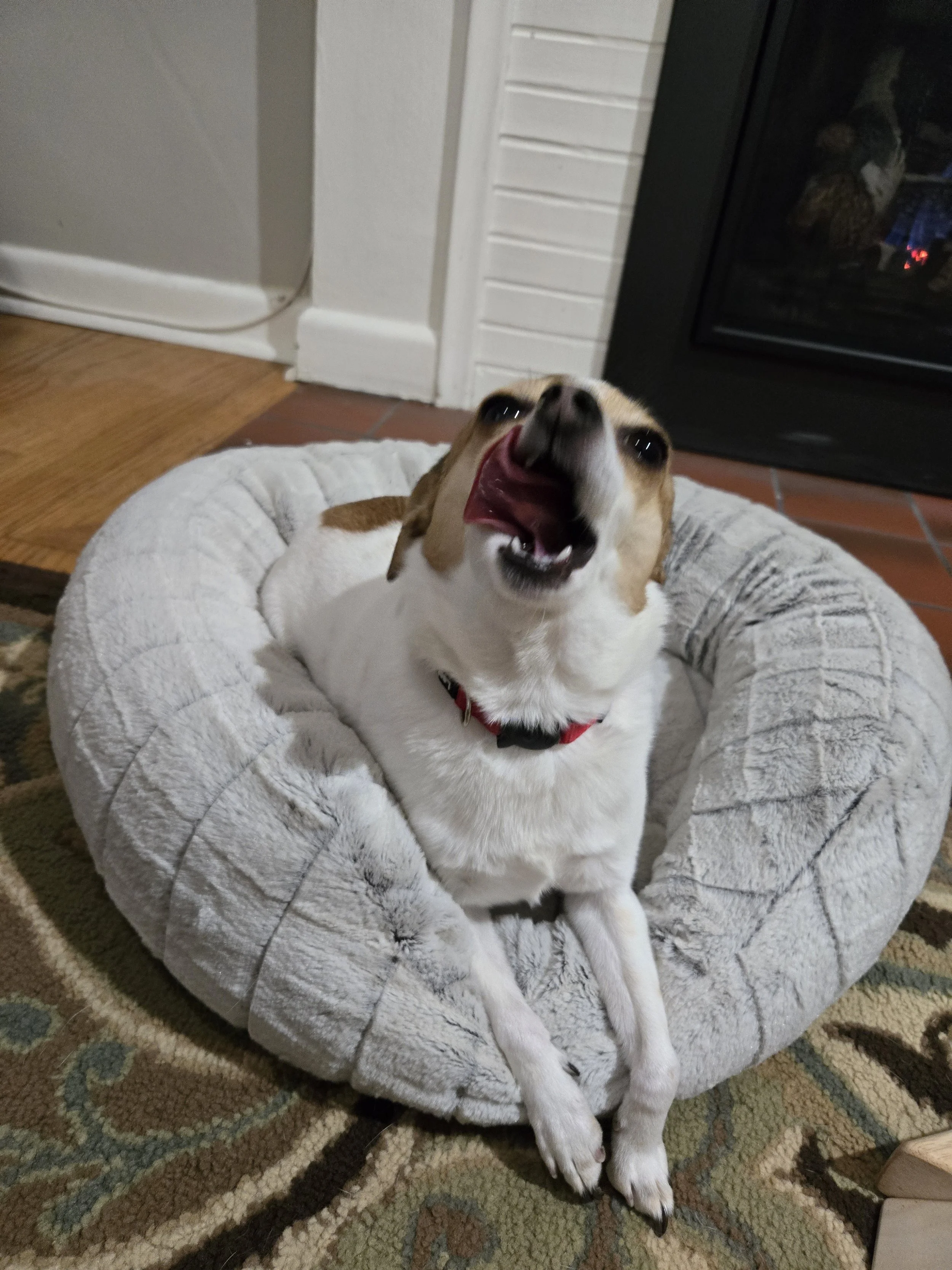 A small dog with a red collar sitting on a plush, gray round dog bed in a room with a tiled floor and a fireplace.