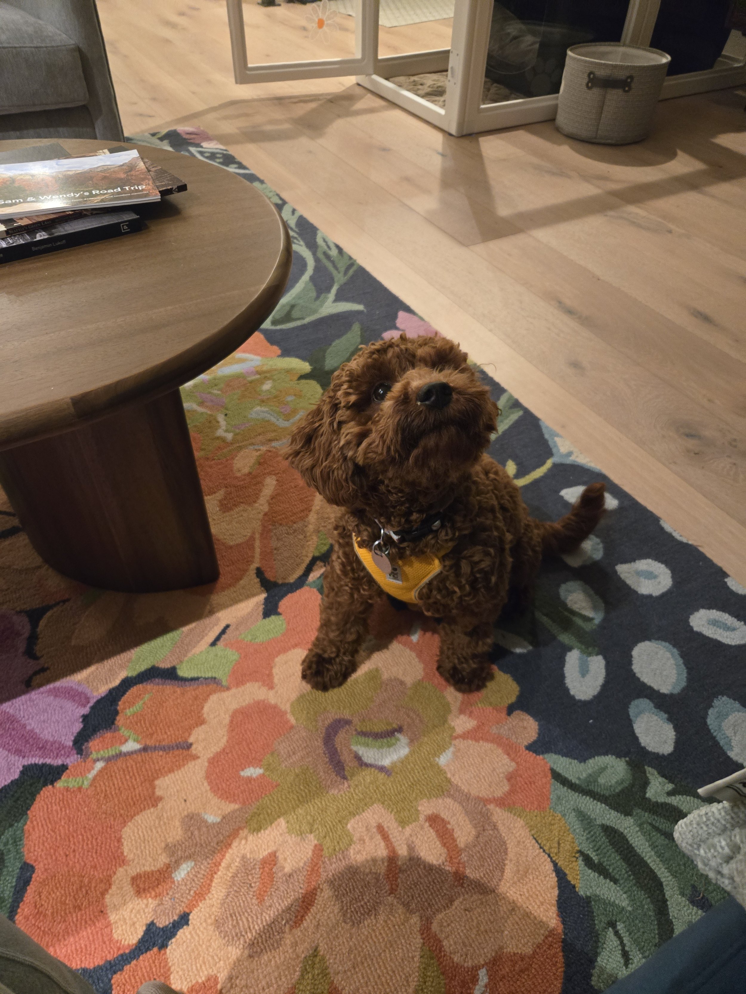 Puppy training the sit cue