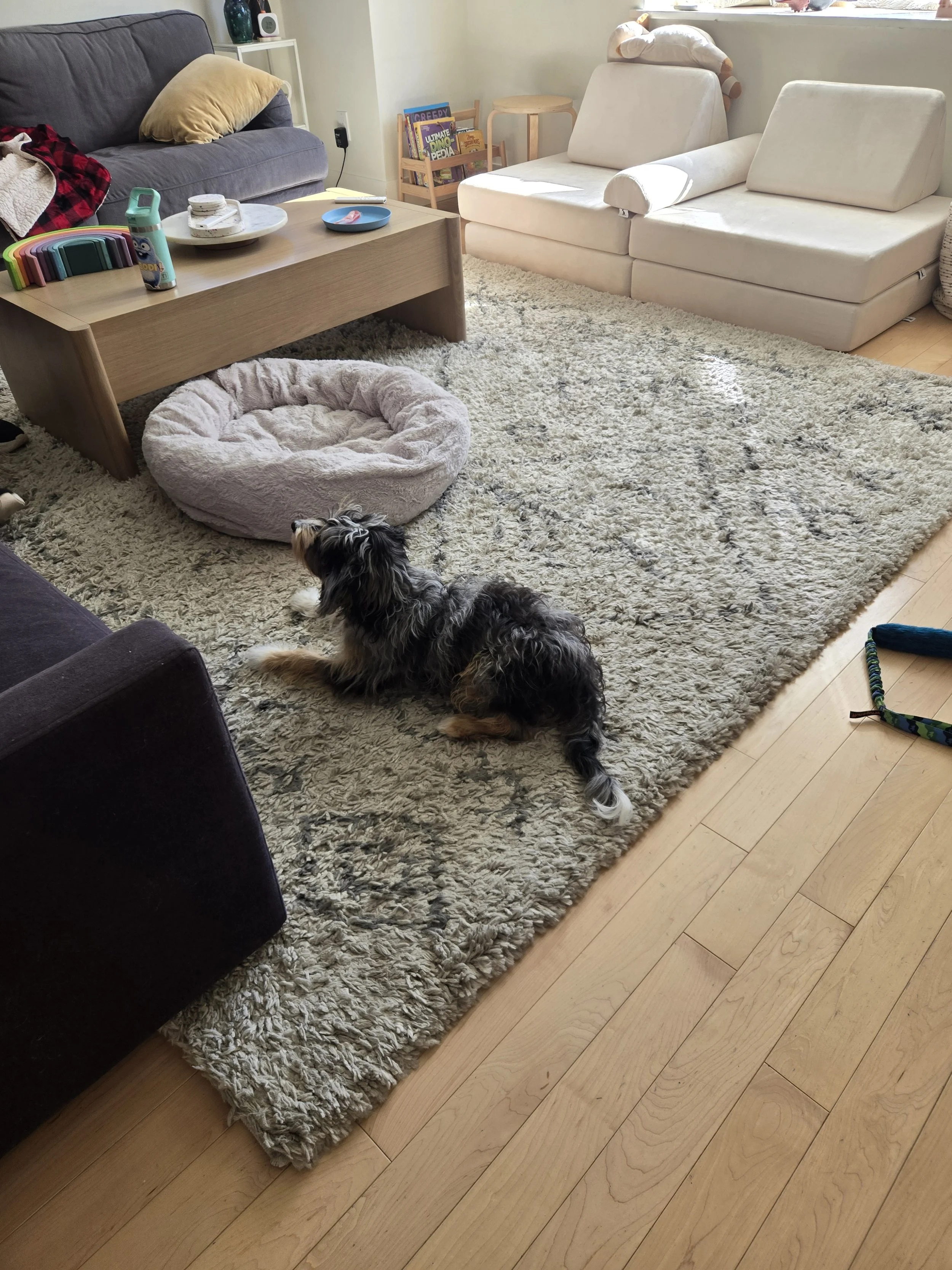 Puppy training the down cue