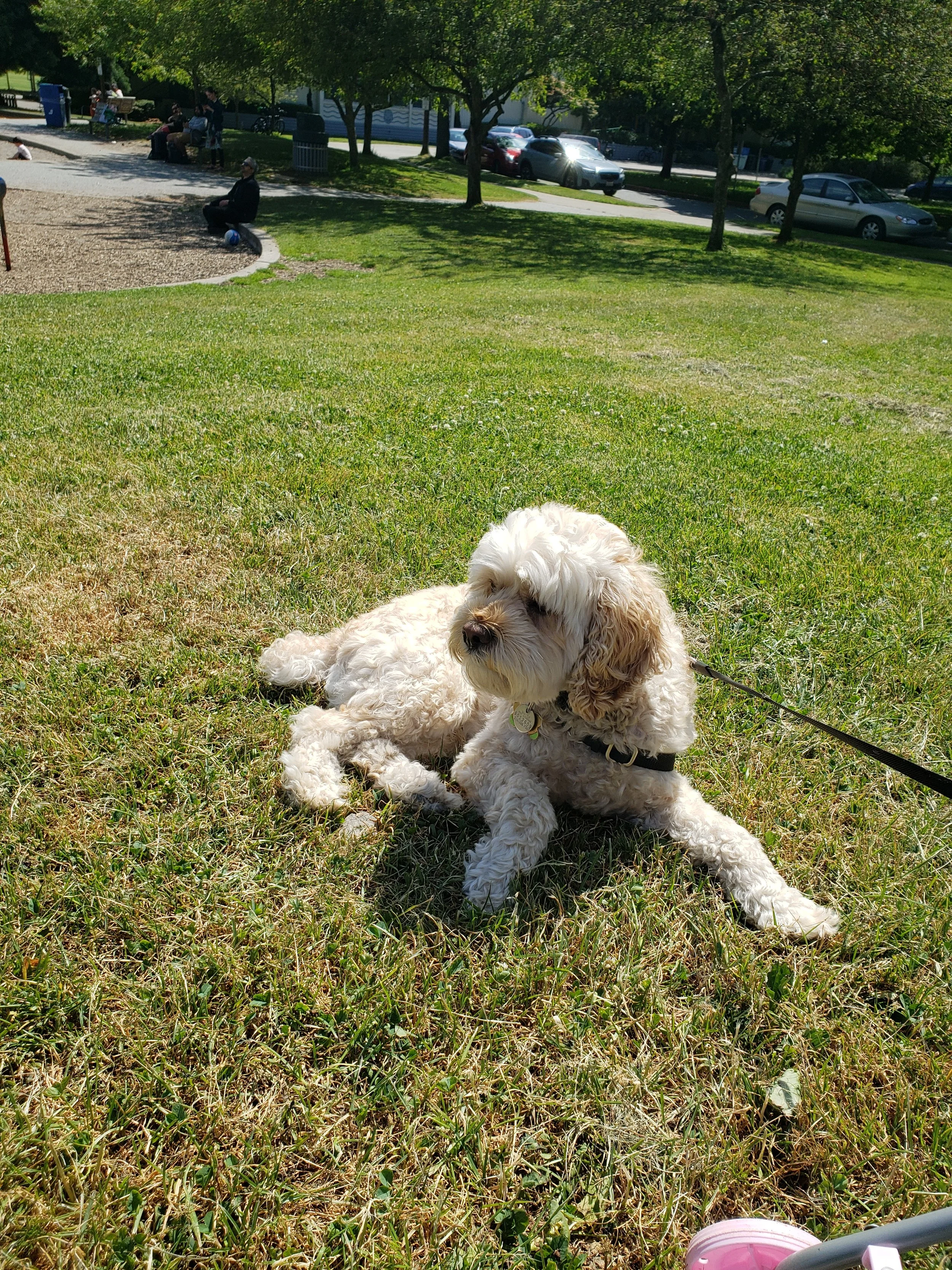 Oliver relaxes on the grass at Greenlake
