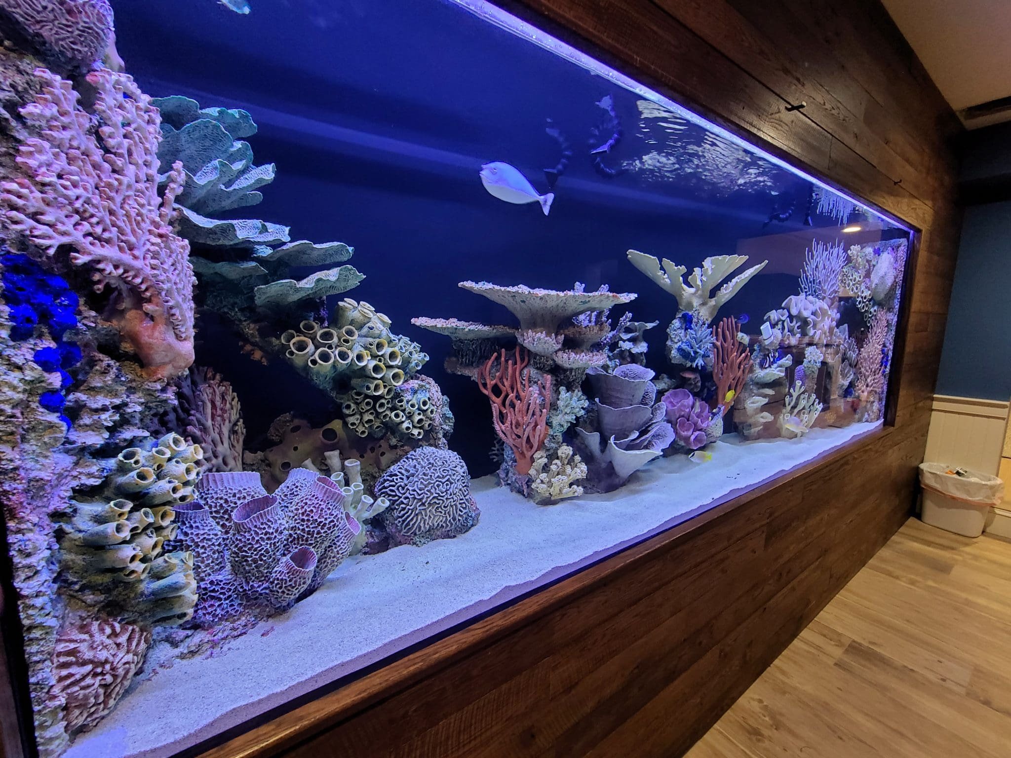 Freshwater and saltwater tank care