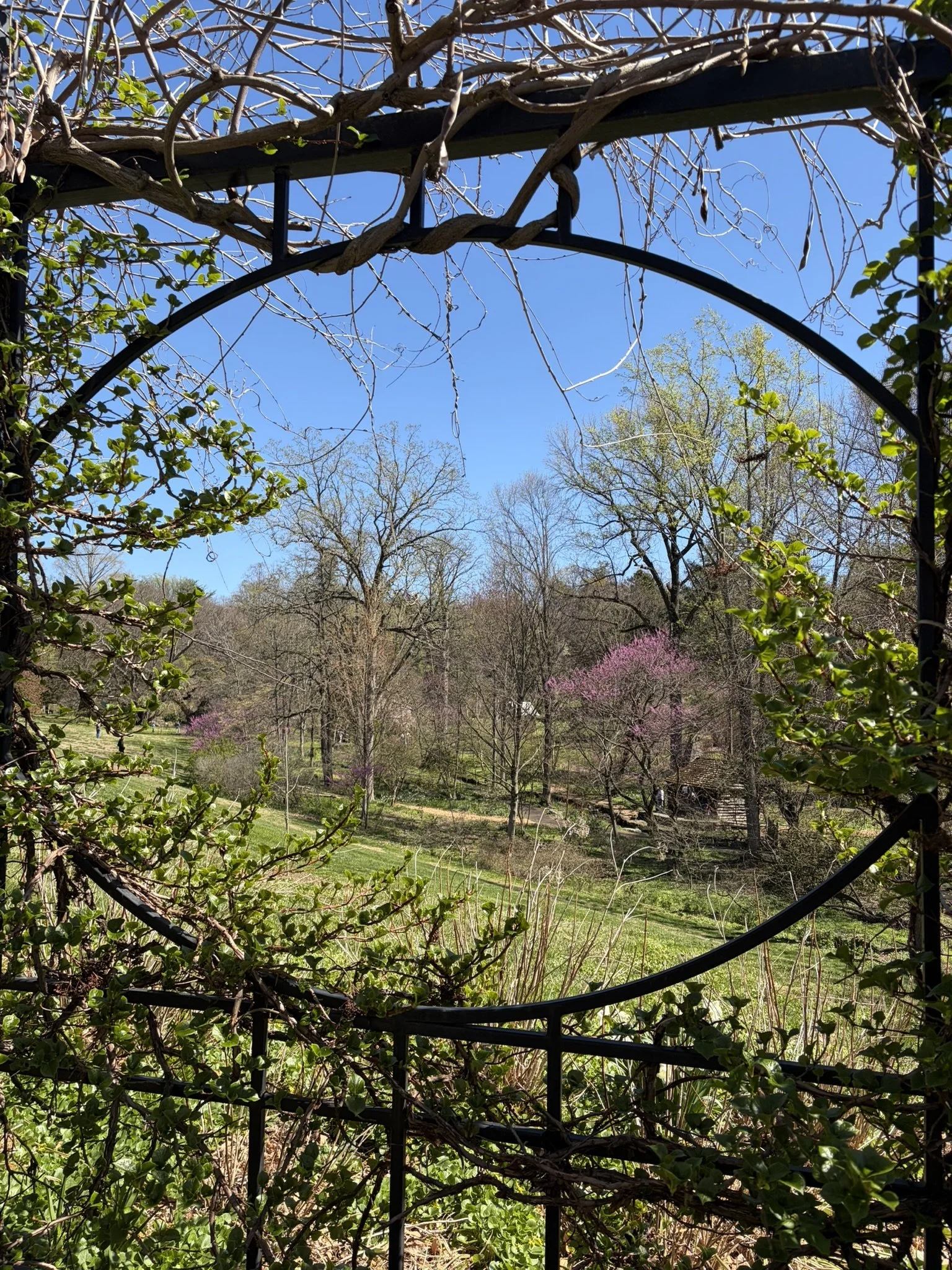 April Arboretum 2.JPEG