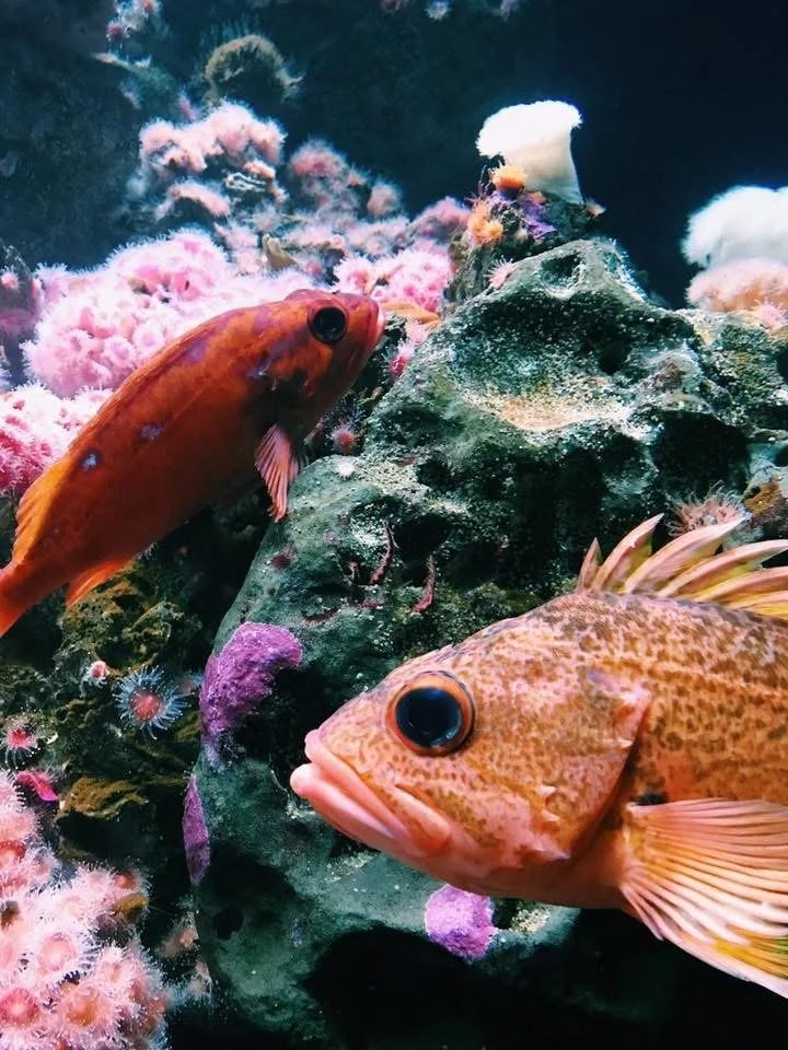 Underwater scene with colorful coral and two fish, one orange and one pink, near a rock.