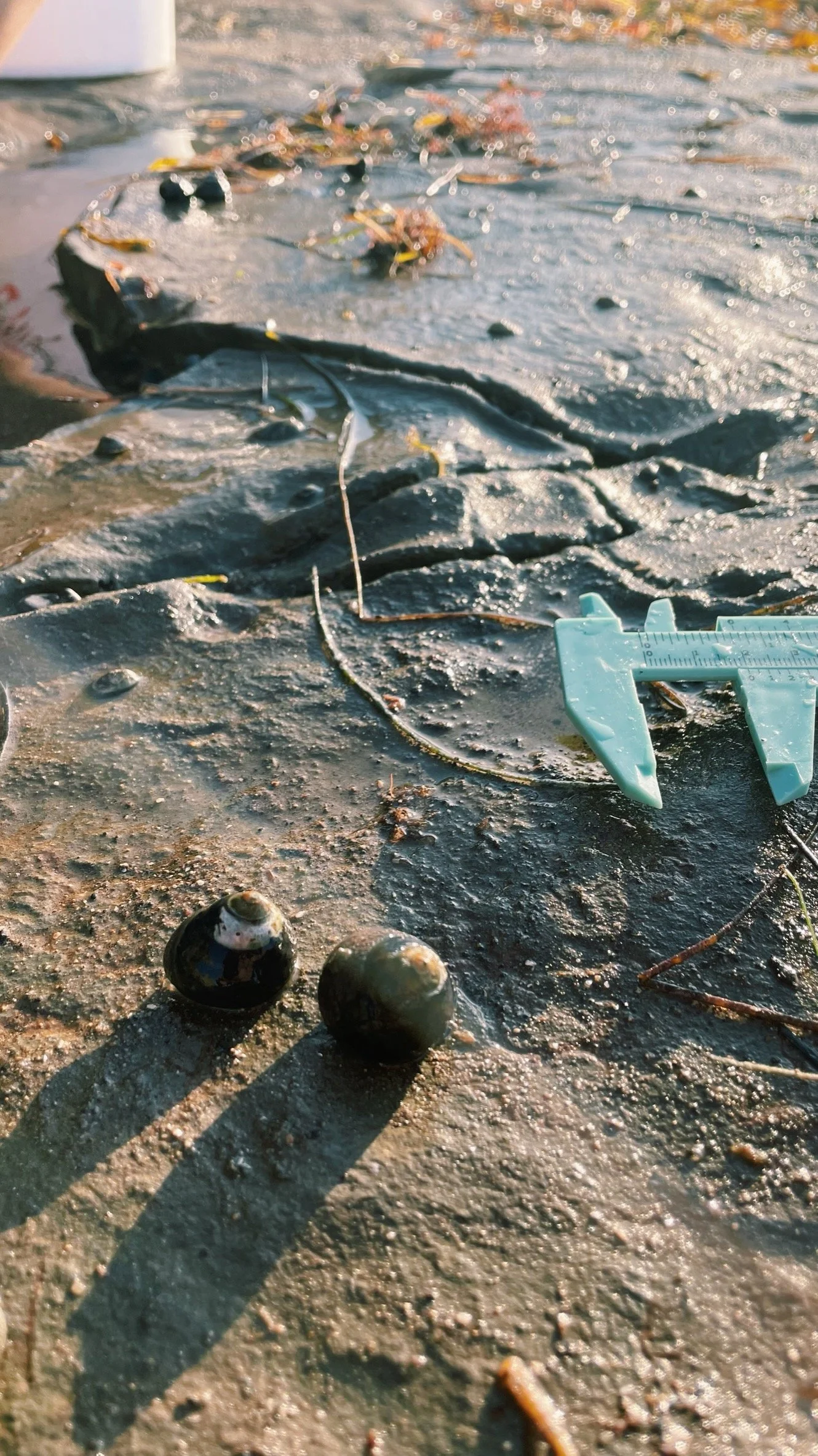Close-up of a muddy shoreline with shells, small stones, seaweed, and a blue caliper tool.