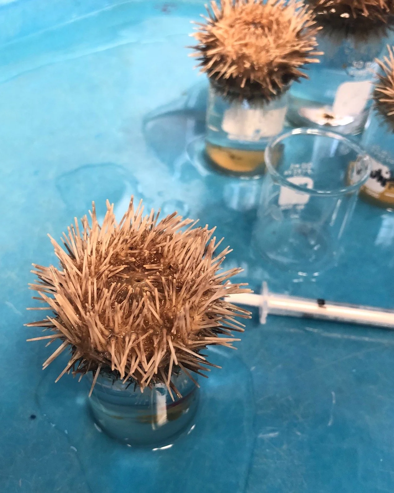 Sea urchins in small glass containers with medical syringes on a blue surface.