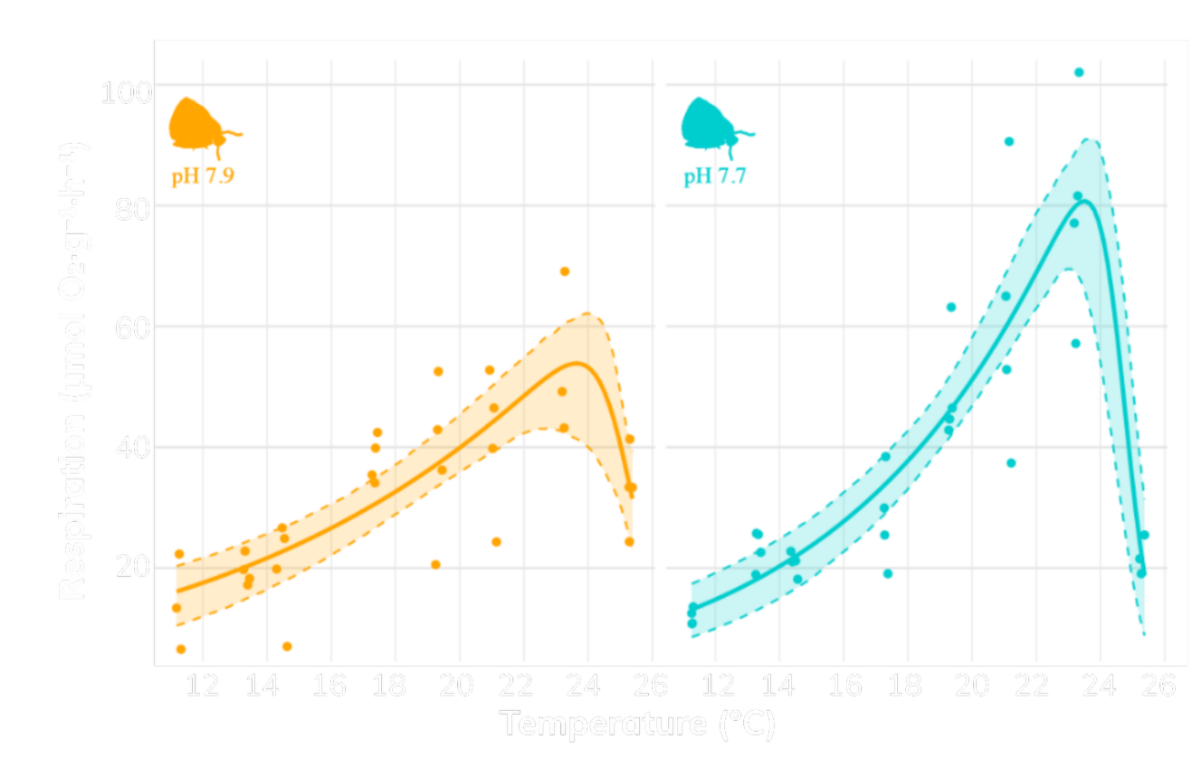 Thermal performance curves showing Tegula funebralis respiration versus temperature under ambient pH 7.9 and acidified pH 7.7 conditions.