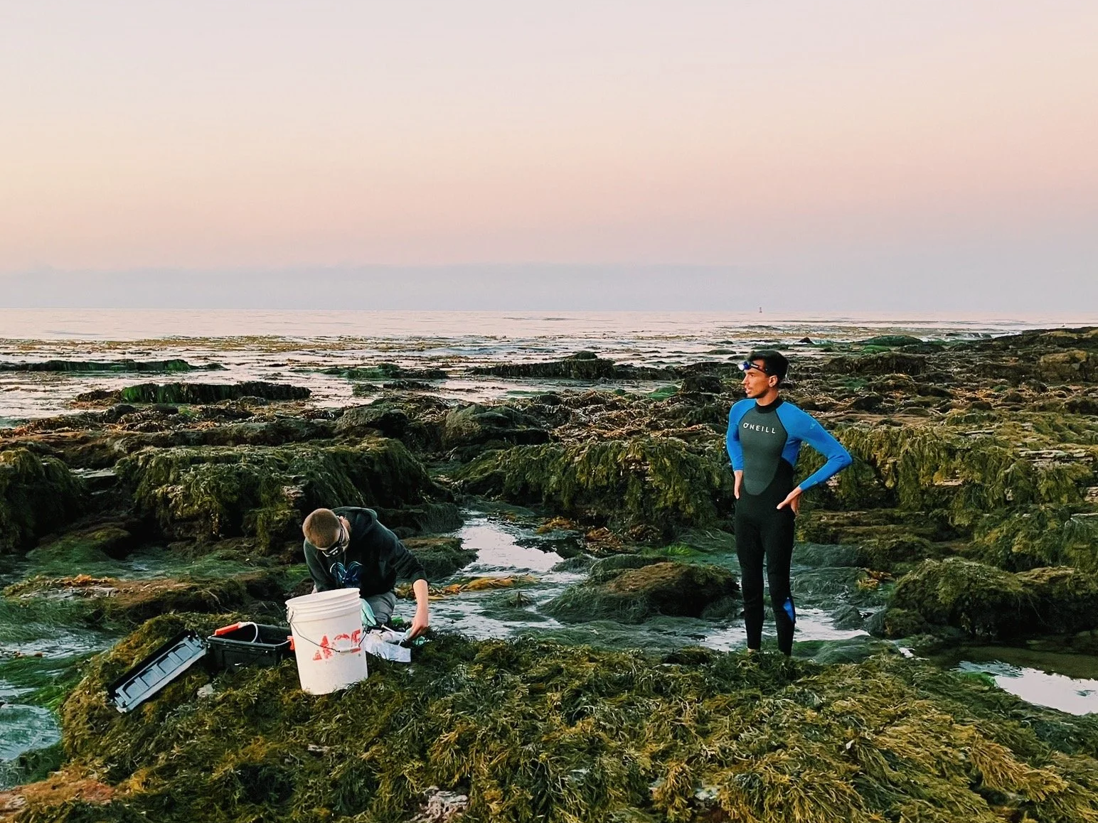 Coastal field sampling at low tide, Robert J. Dellinger stands in a wetsuit while a collaborator collects samples beside a white bucket on algae covered rocks.