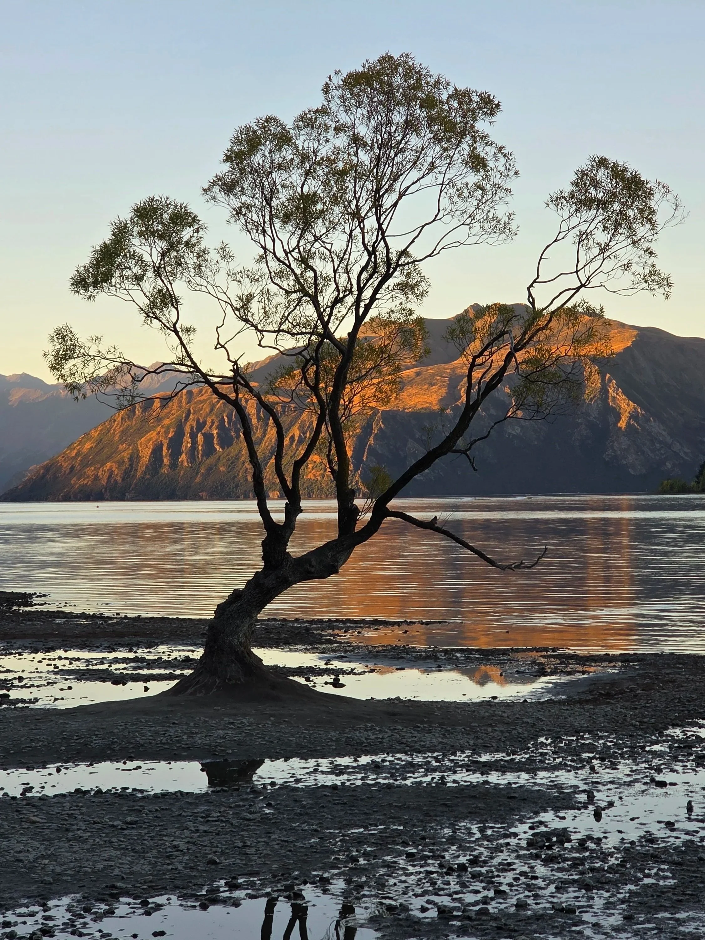 A solitary tree with sparse leaves situated near a body of water, with mountains in the background during sunset or sunrise.