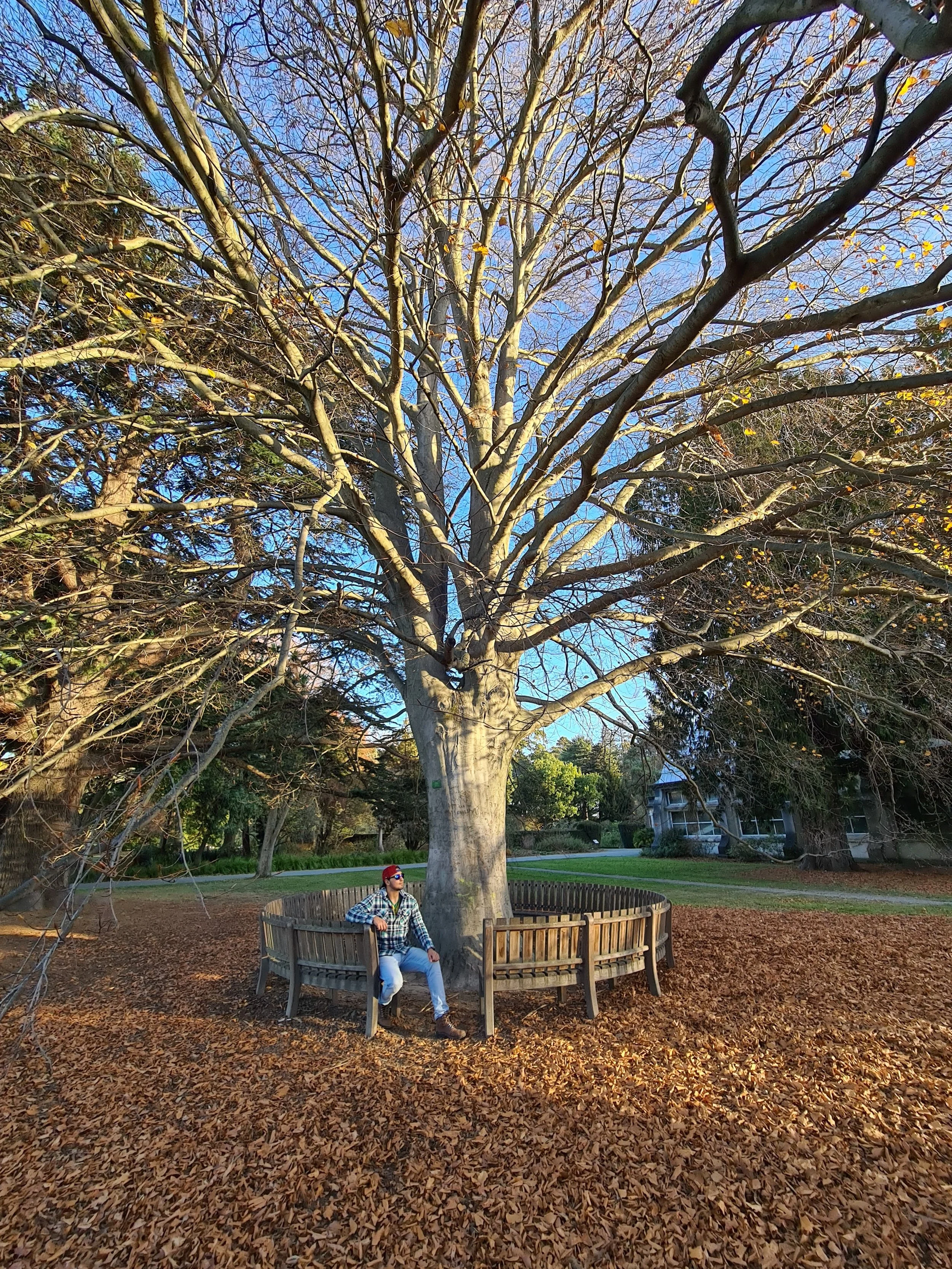 A man sitting on a wooden bench surrounding a large tree in a park during autumn. The tree has mostly bare branches with a few yellow leaves. The ground is covered with fallen leaves. The sky is clear and blue. There are buildings and greenery in the background.